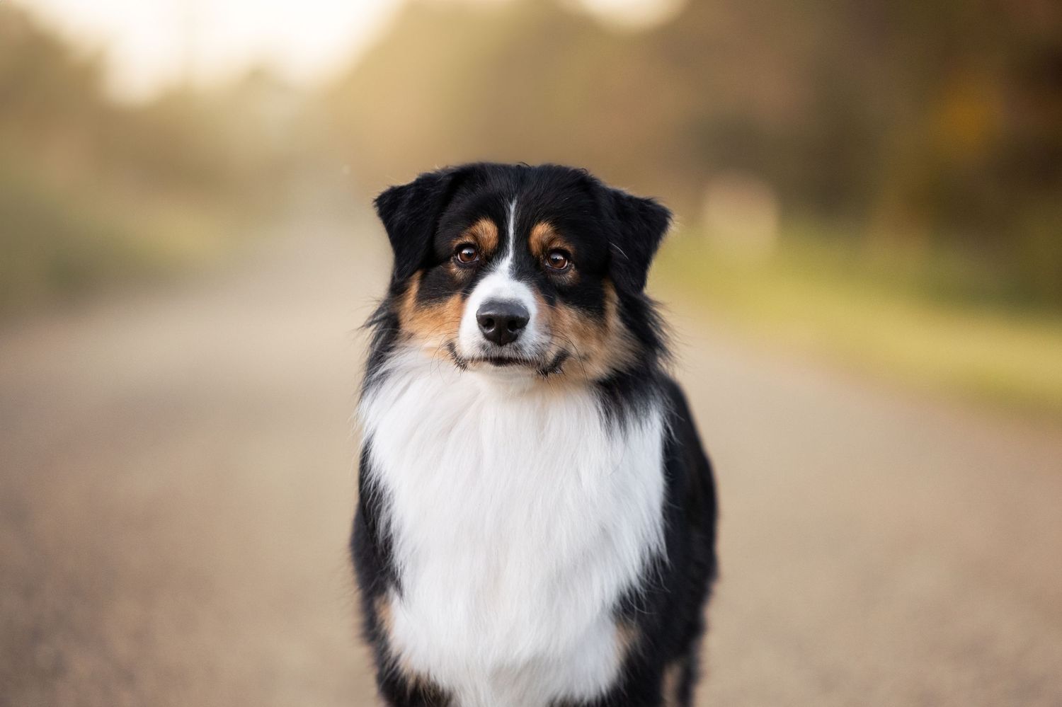 A black and white Australian Shepherd dog looks into the distance with a soft bokeh background.