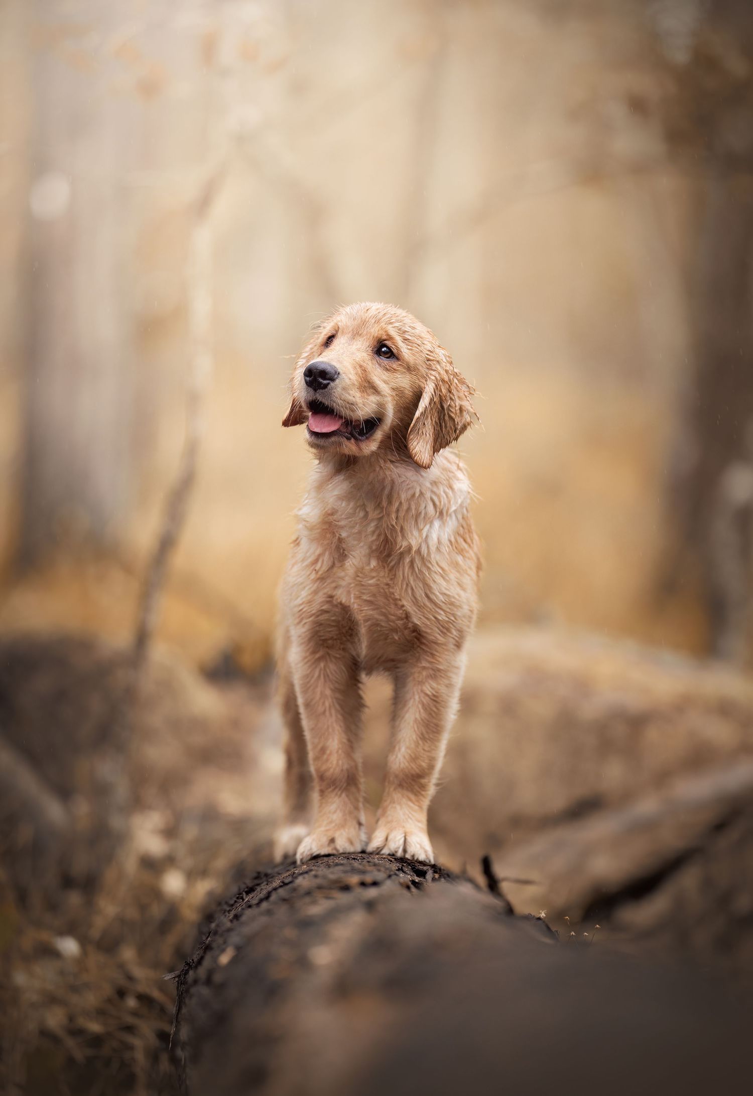 Golden retriever puppy standing confidently on fallen log in autumn forest.