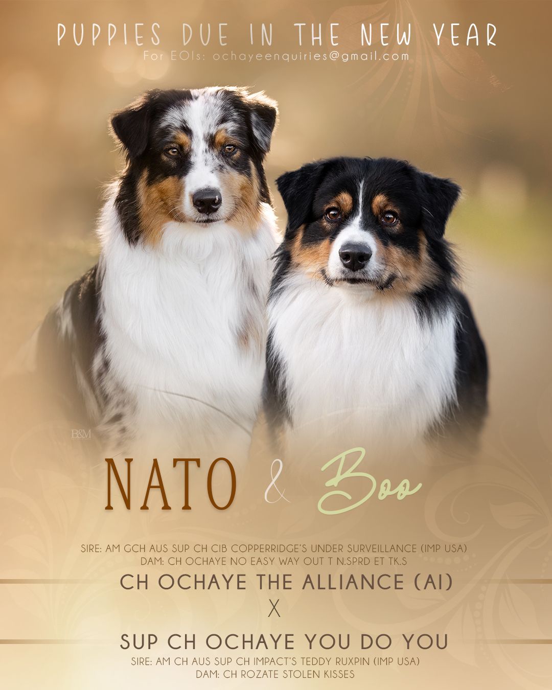 Australian Shepherd litter announcement for Ochaye Australian Shepherds.