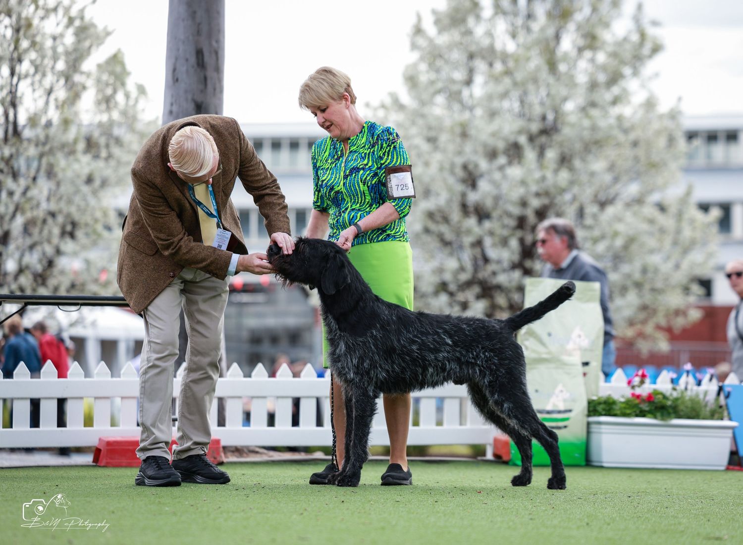 Two handlers presenting a black wire-haired dog at an outdoor dog show competition on green grass.