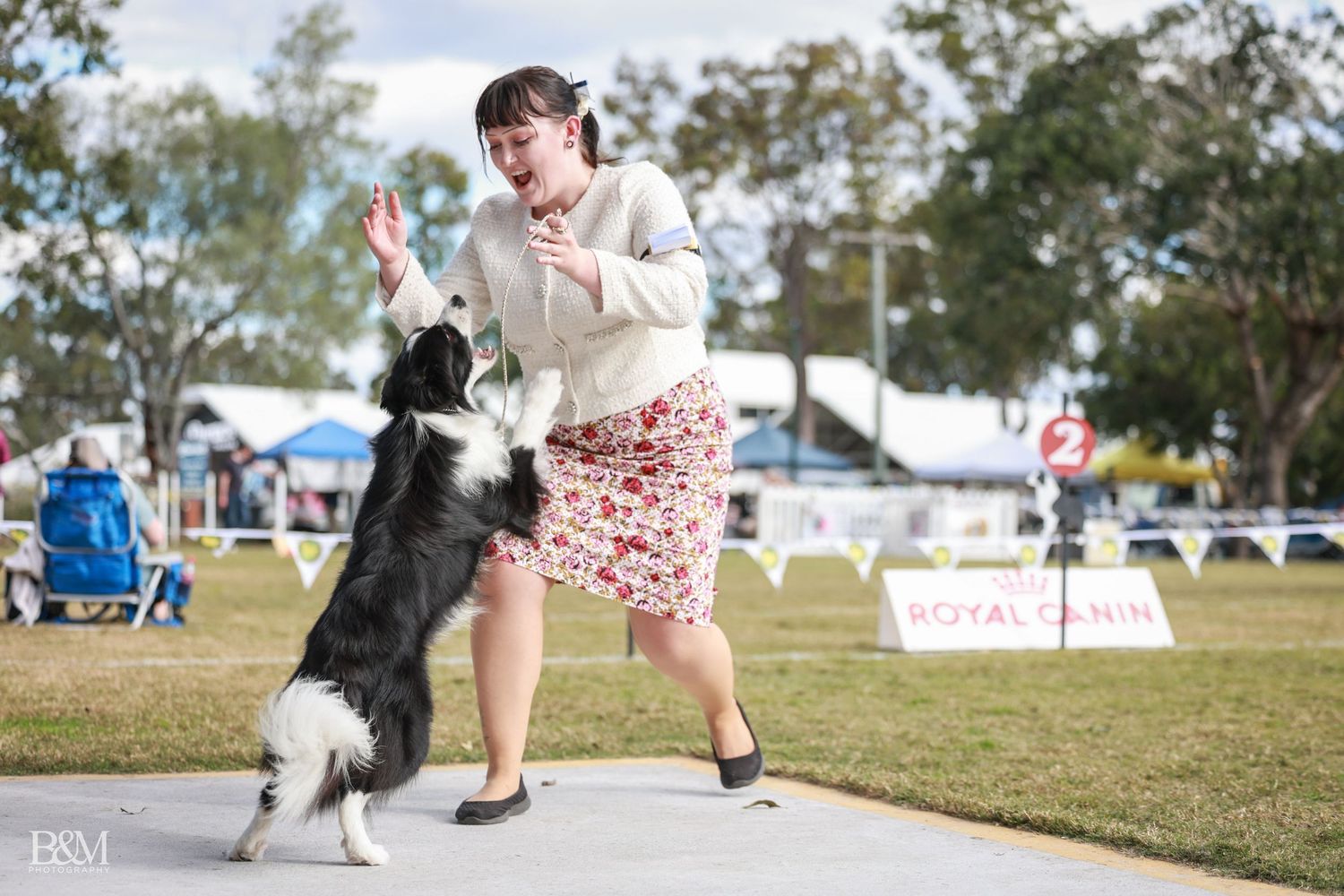 Australian Shepherd demonstrates agility moves with handlers on a sunny competition field.