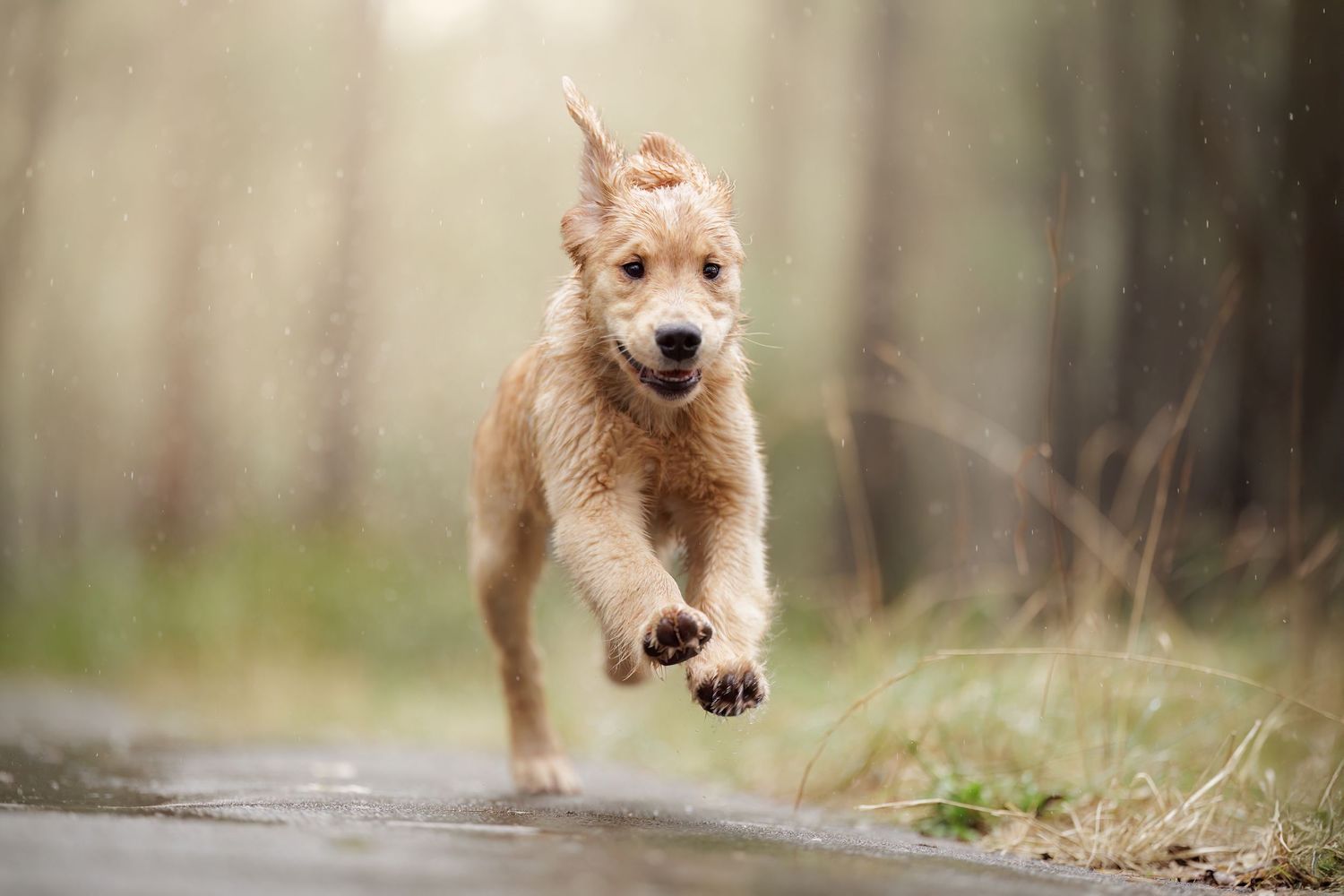 A golden retriever puppy runs playfully through a misty forest path.
