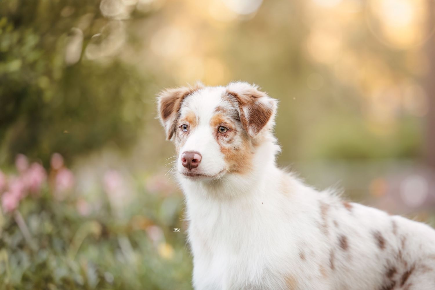 A red merle Australian Shepherd dog rests among blooming flowers in a garden.