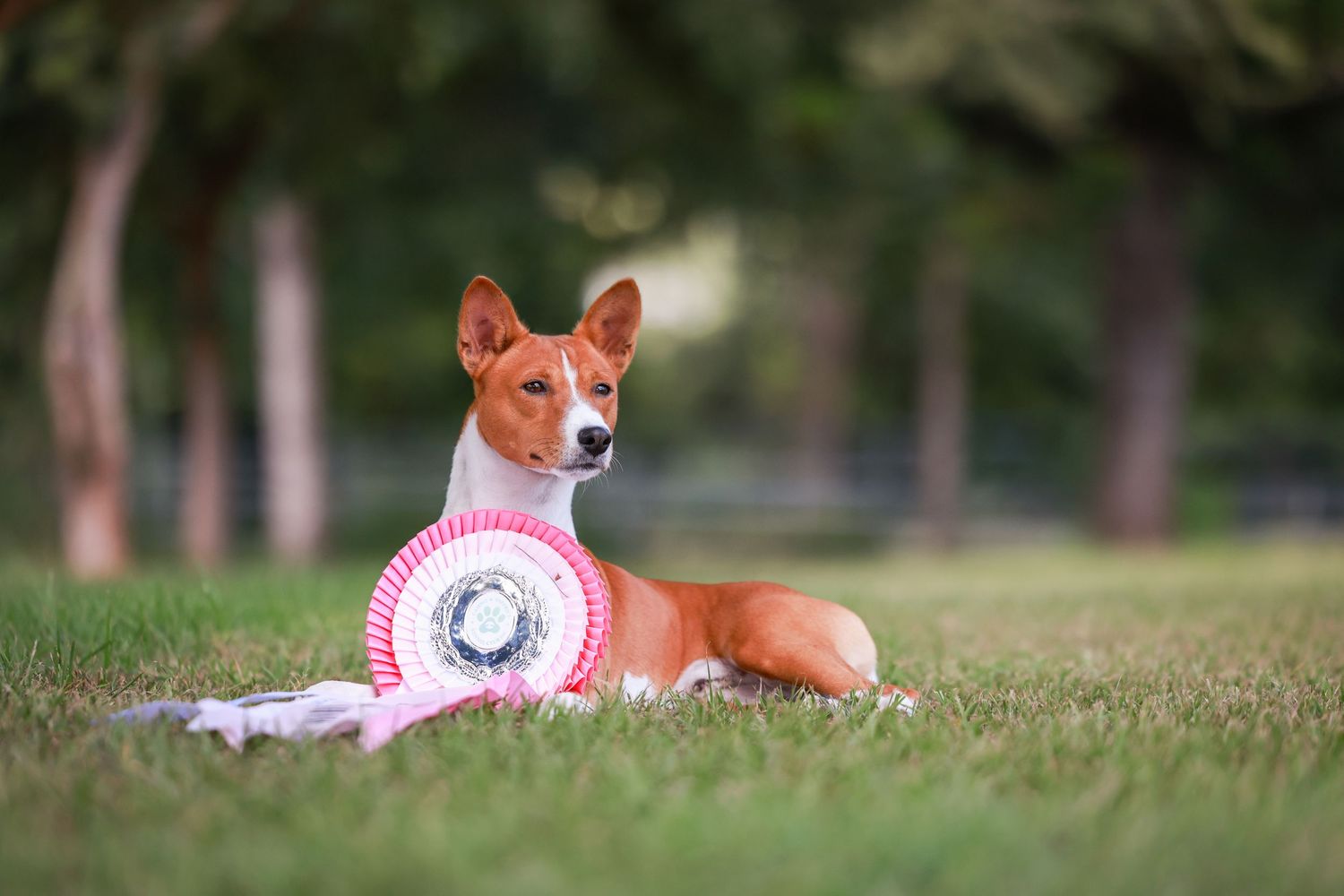 A red Basenji dog wearing a pink collar rests on green grass during an outdoor event.