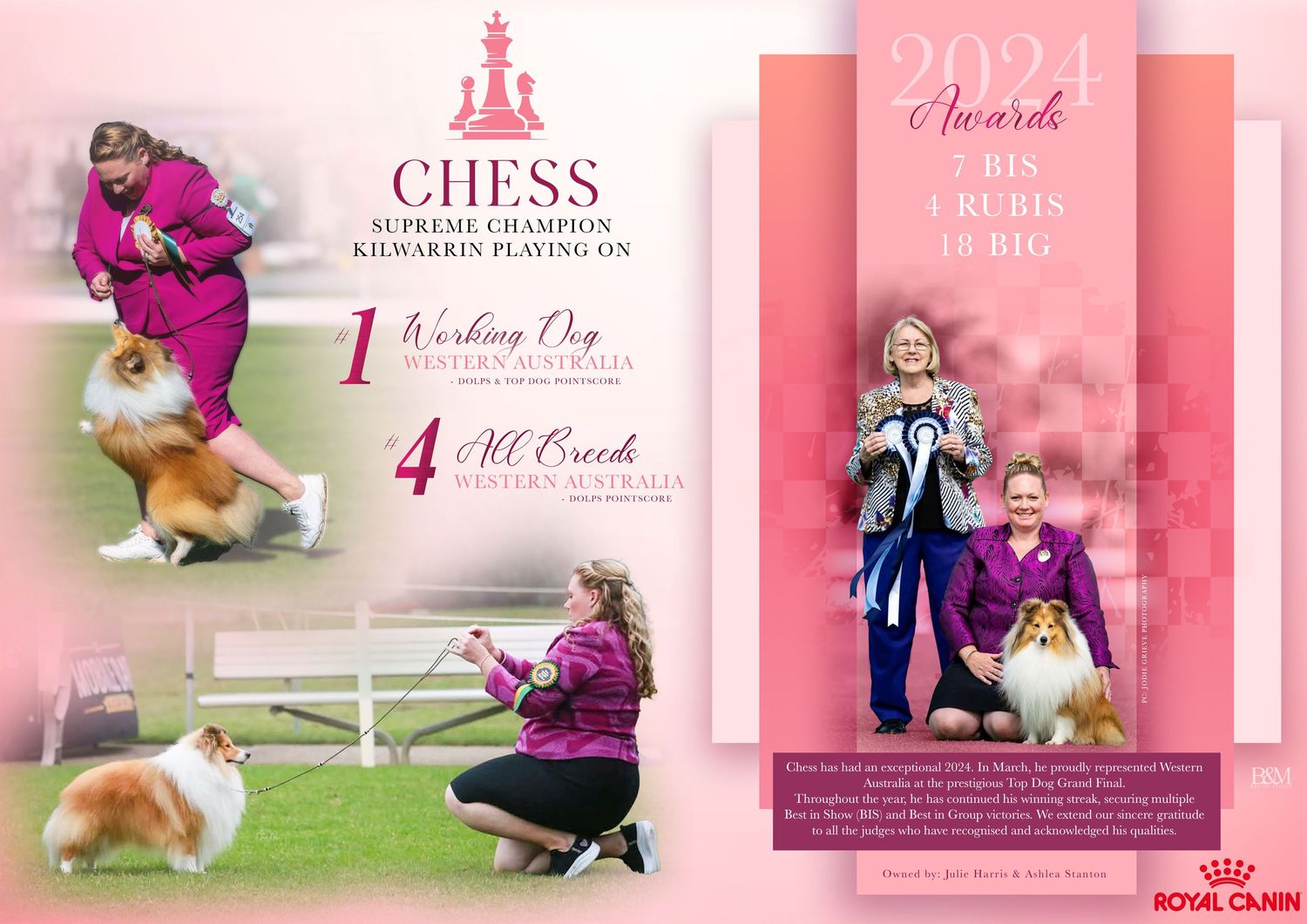 Pink-toned banner design featuring show dogs and competition achievements in an elegant layout.