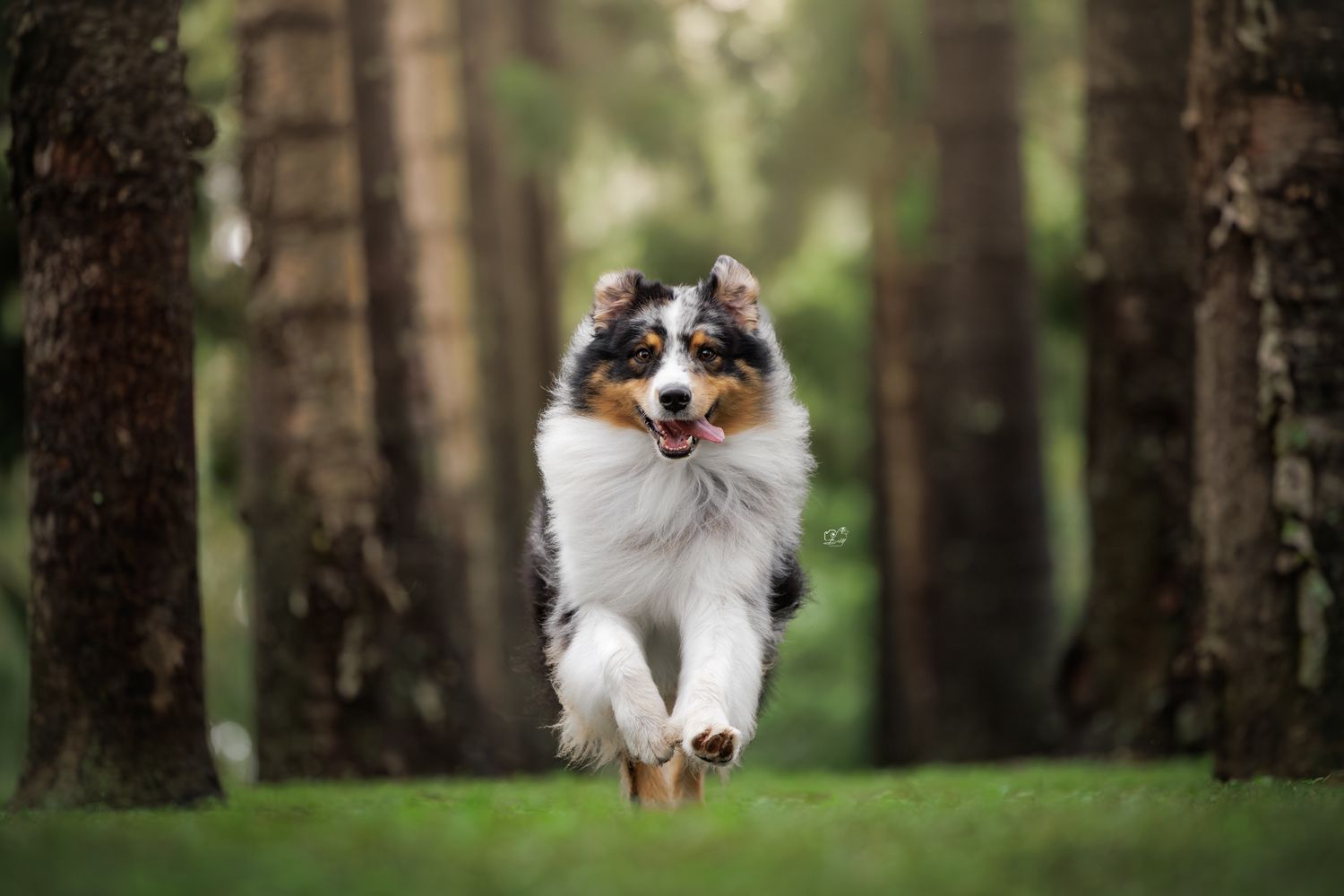 An Australian Shepherd dog joyfully running through a forest path with green grass and tall trees in the background.