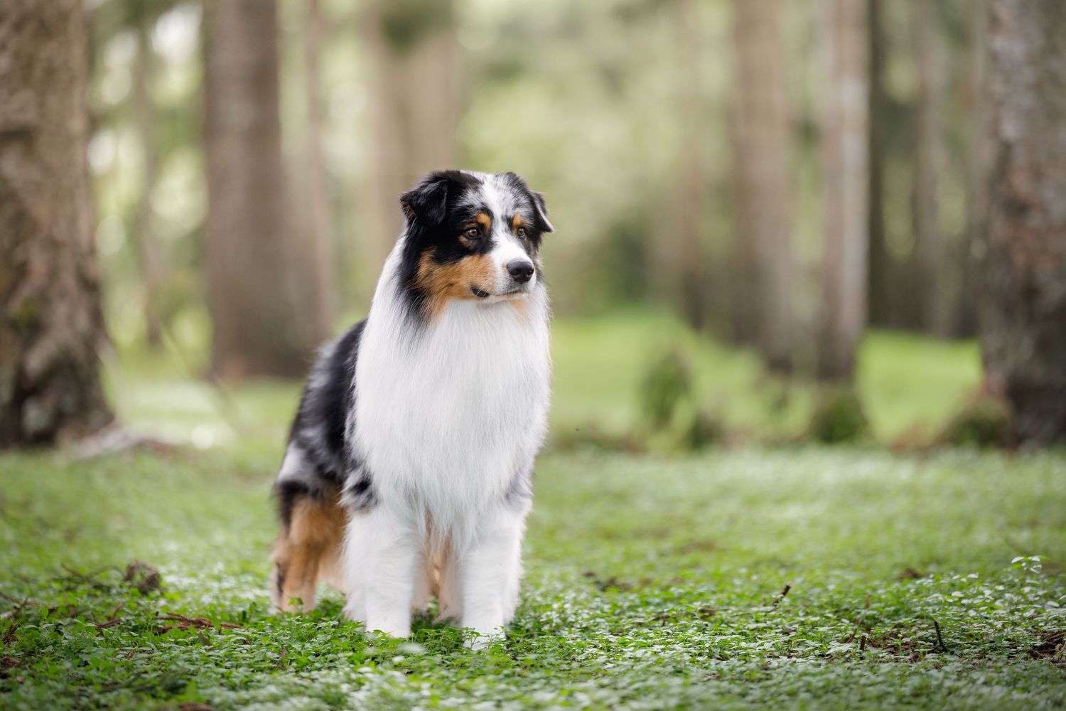 A tri-color Australian Shepherd dog sits alert on green grass in a forest setting.
