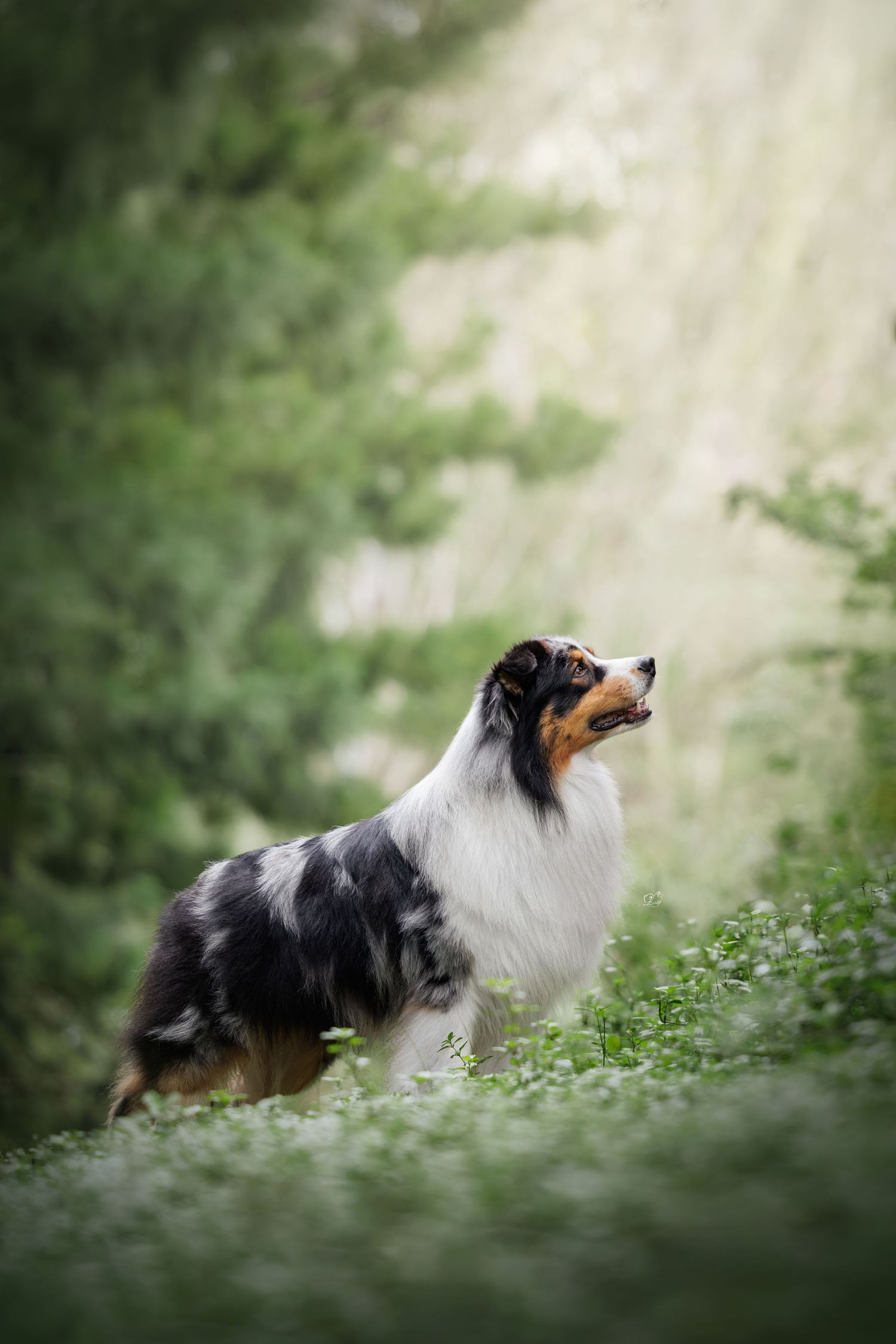 A blue merle Australian Shepherd dog stands alert in a lush green meadow, gazing upward with a majestic pose.