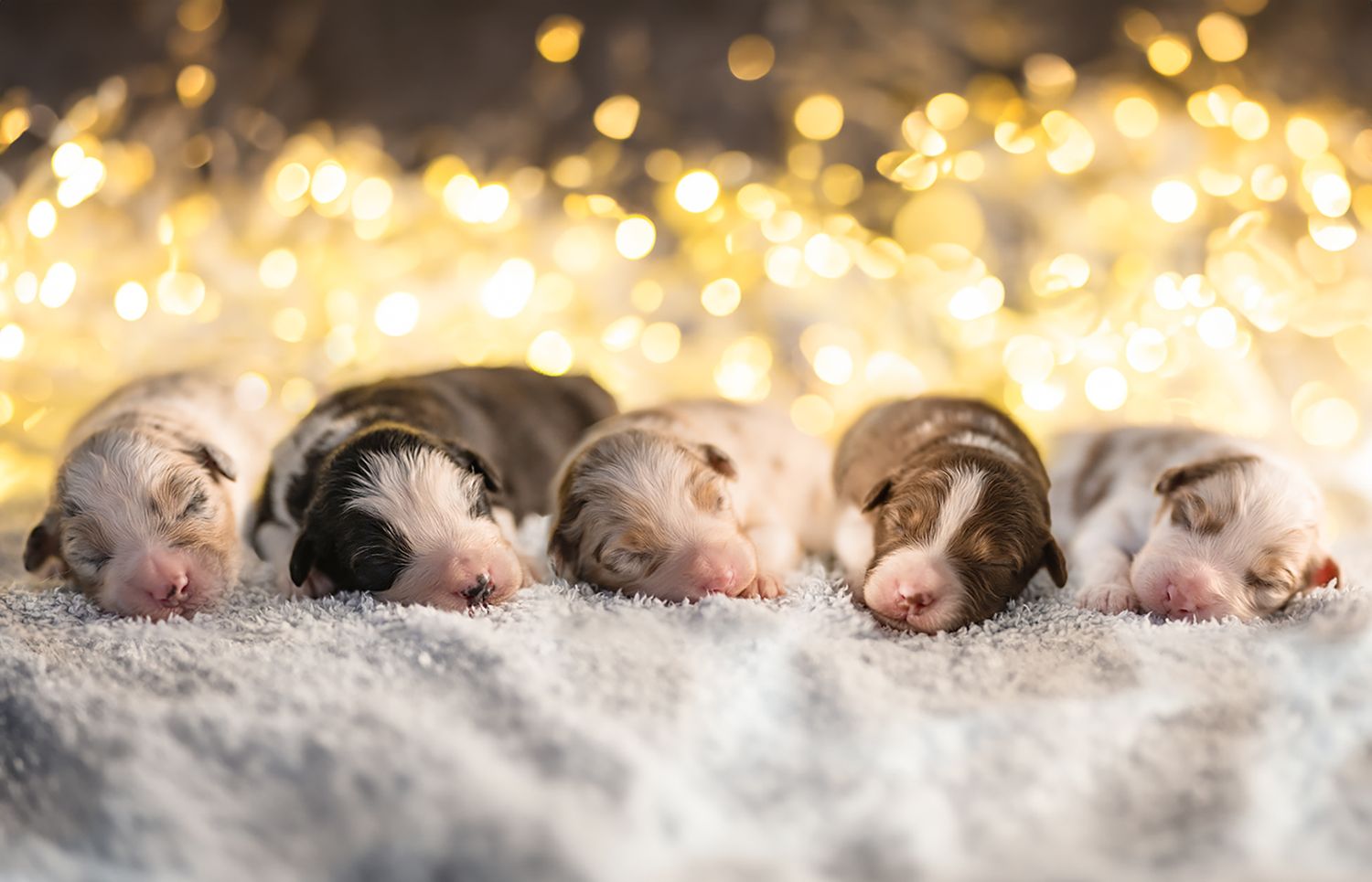 Row of puppies sleeping peacefully on soft white surface with golden bokeh background.