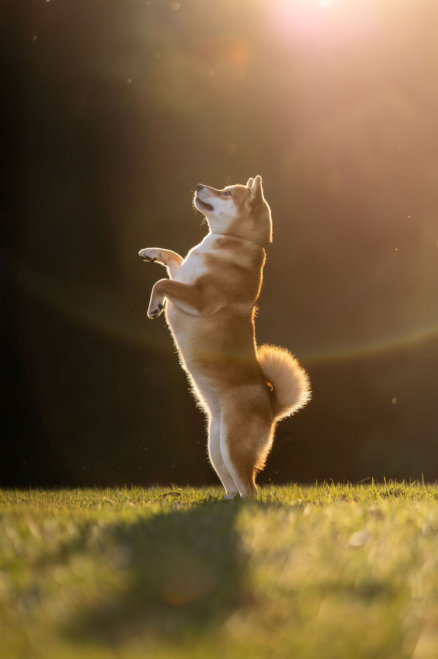 White Shiba Inu standing on hind legs in golden sunset light.