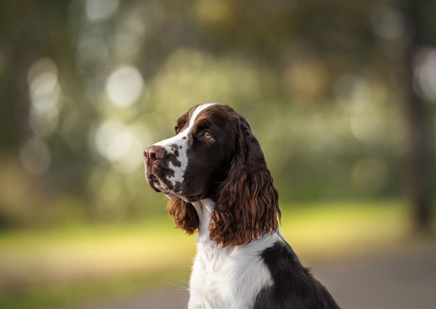 English Springer Spaniel dog looking upward in an outdoor setting.