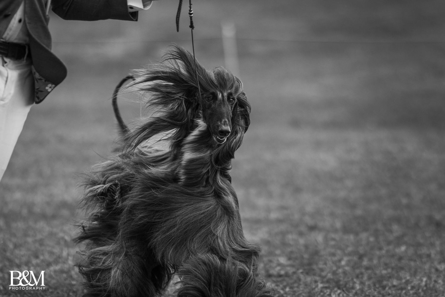 Wind-blown fur of an Australian Shepherd captured in dramatic black and white motion photography.