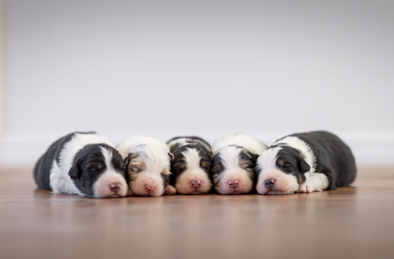 Row of sleeping Great Dane puppies lying in a line on white floor.