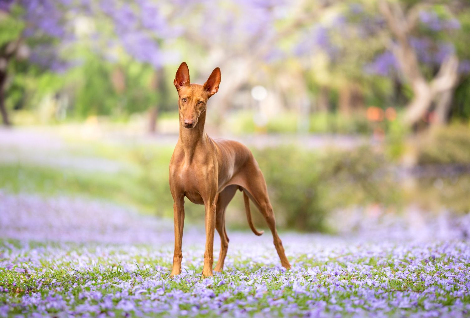 Red dog standing among purple bluebells in a spring garden.