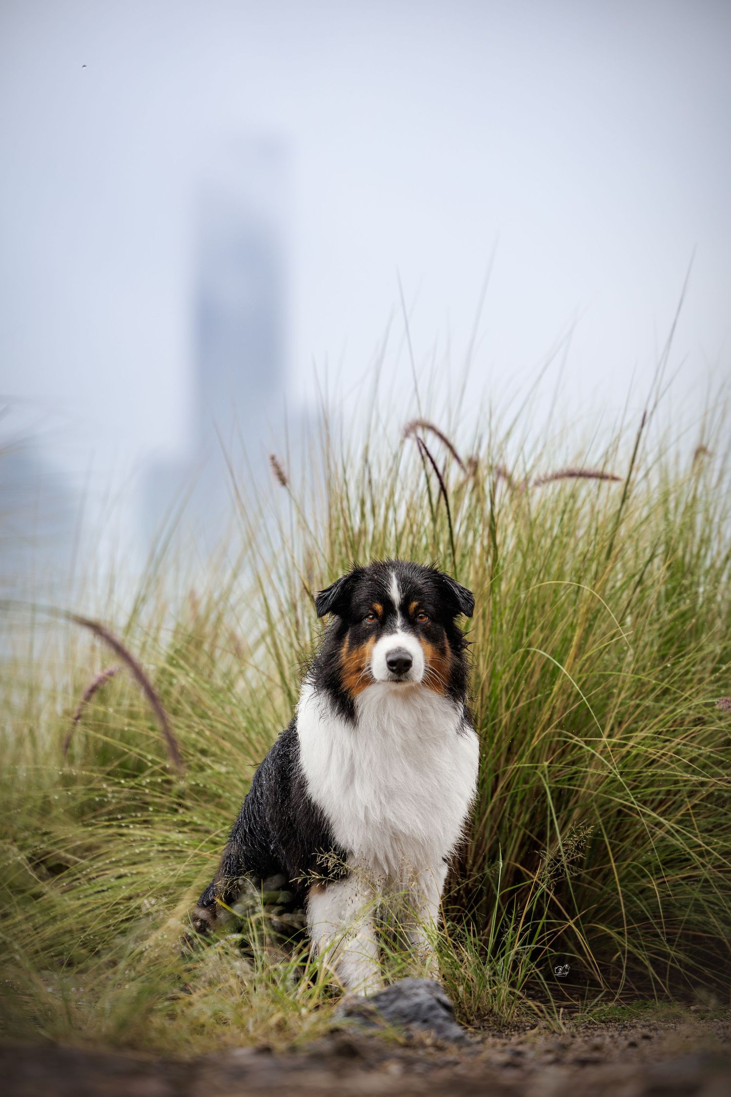 Tri-color Australian Shepherd dog sitting in tall grass with a foggy lighthouse in the background.
