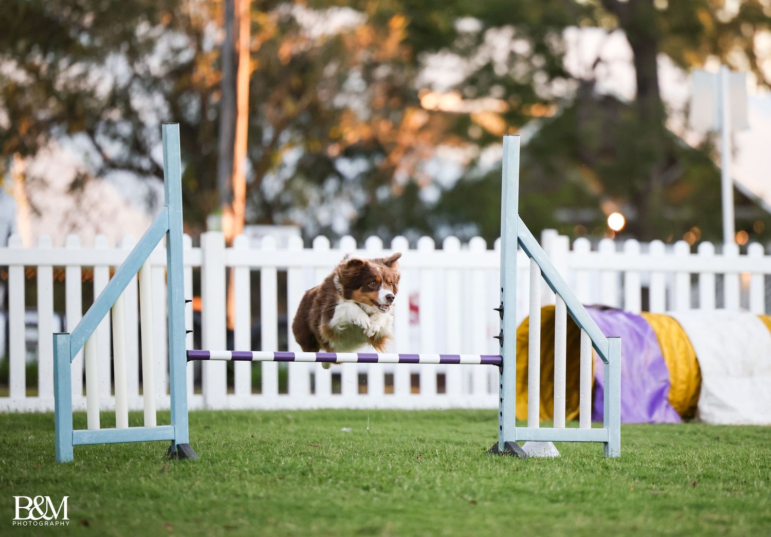 Dog agility course setup with white picket fence and colorful obstacles on grass field.