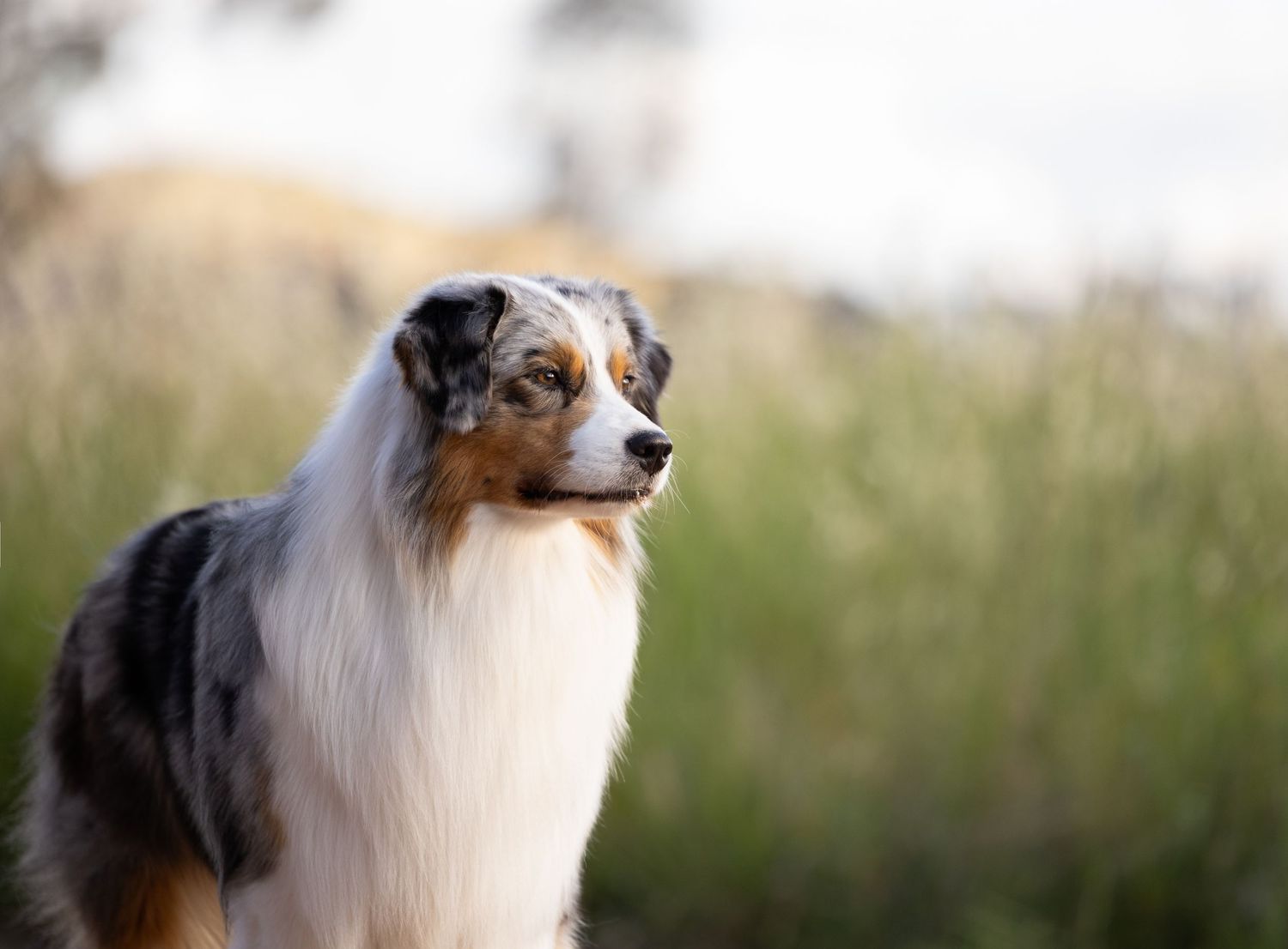 Australian shepherd dog portrait series in natural outdoor setting.