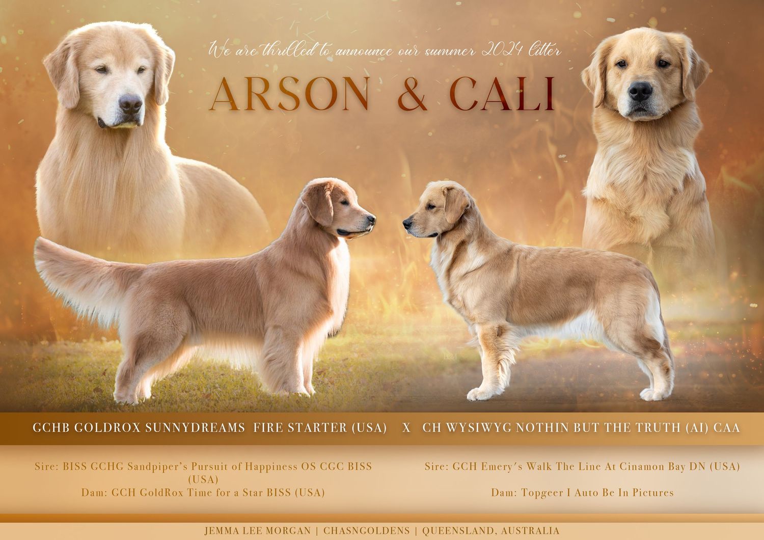 Golden-toned litter announcement for golden retrievers with breeding and pedigree information.