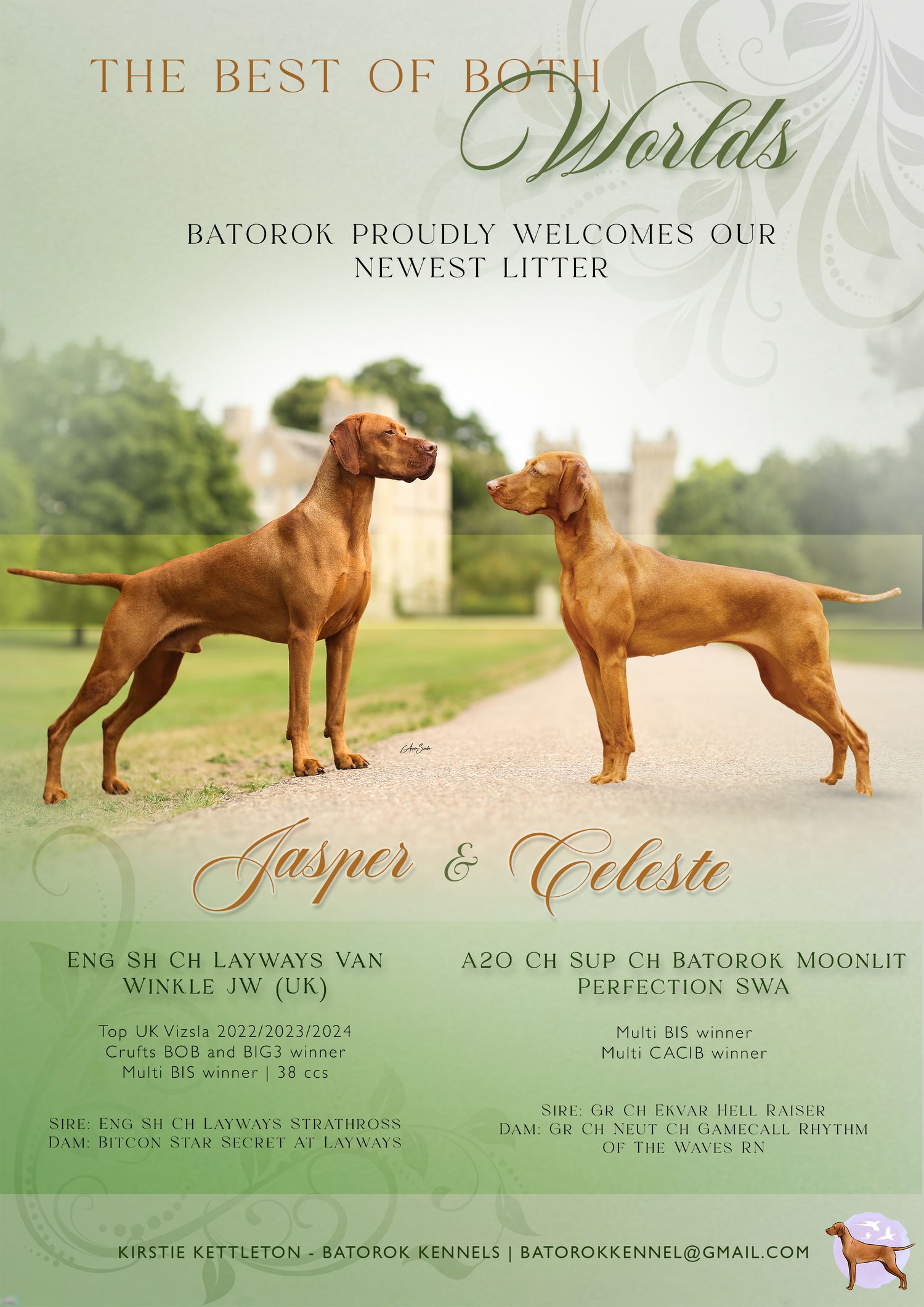 Banner showcasing Hungarian Vizsla litter announcement in natural outdoor settings with pedigree information.