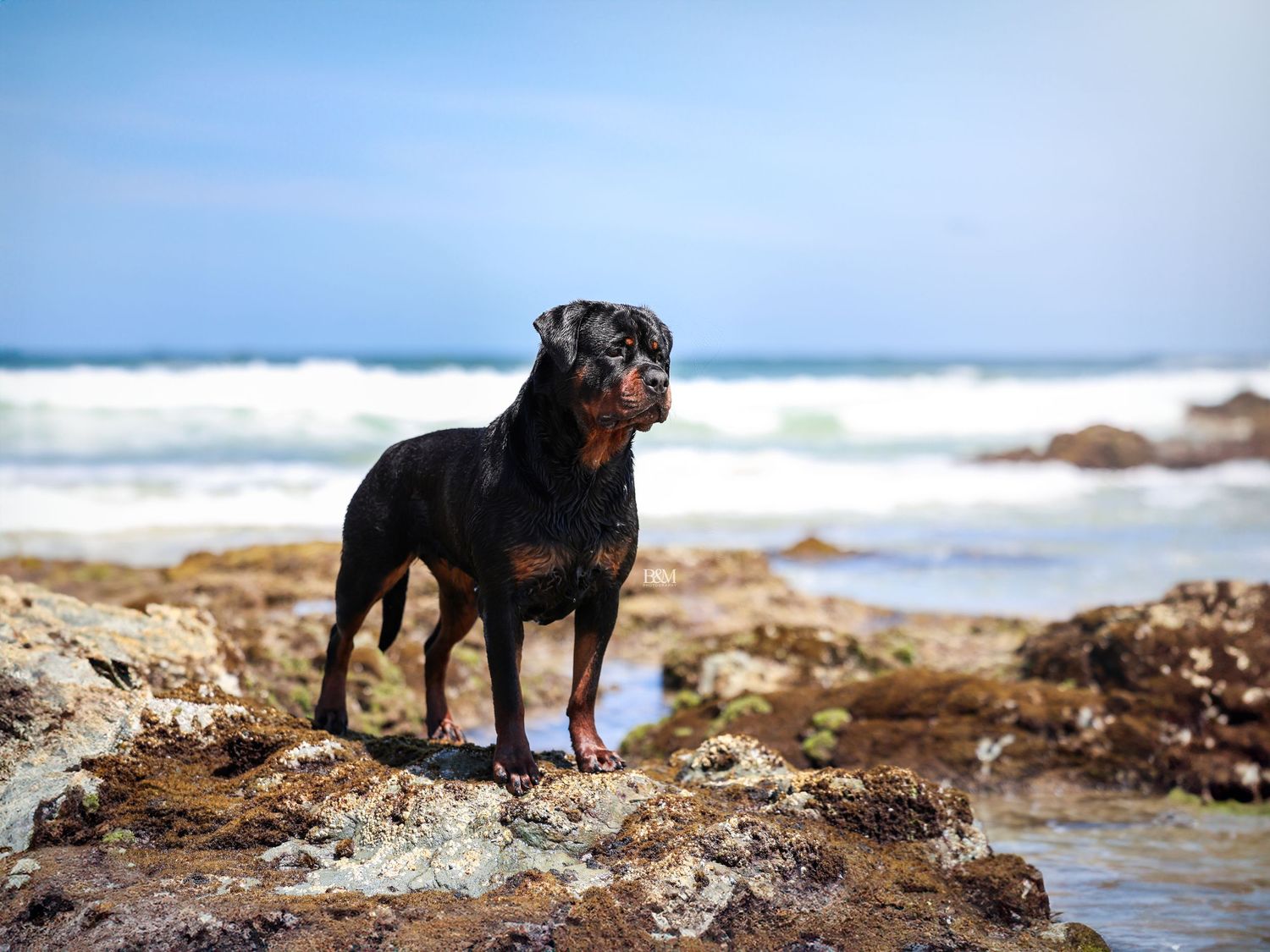 Black dog posing on rocky coastal shoreline with ocean waves in background.