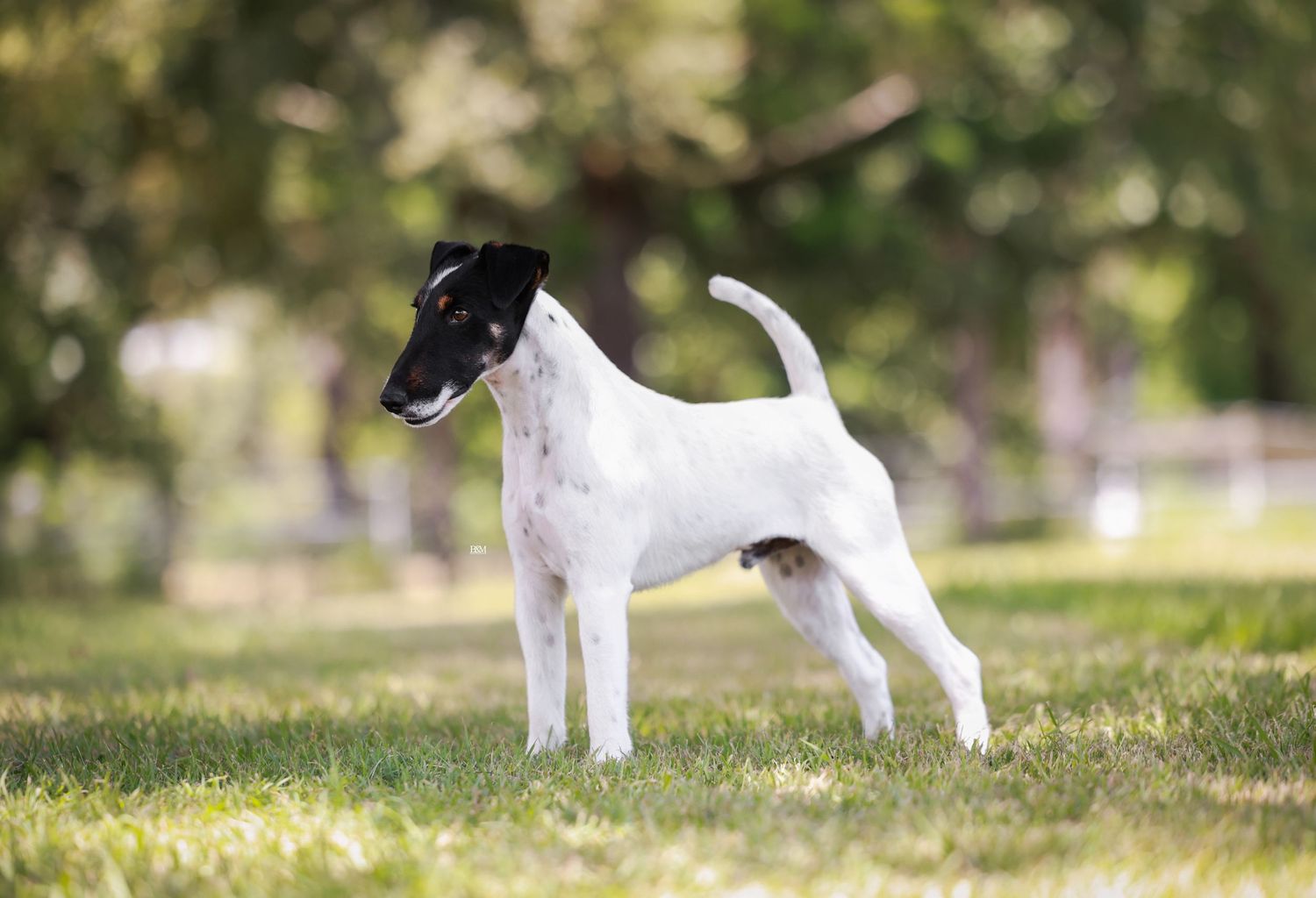 Black and white Jack Russell Terrier standing in grass with natural background.
