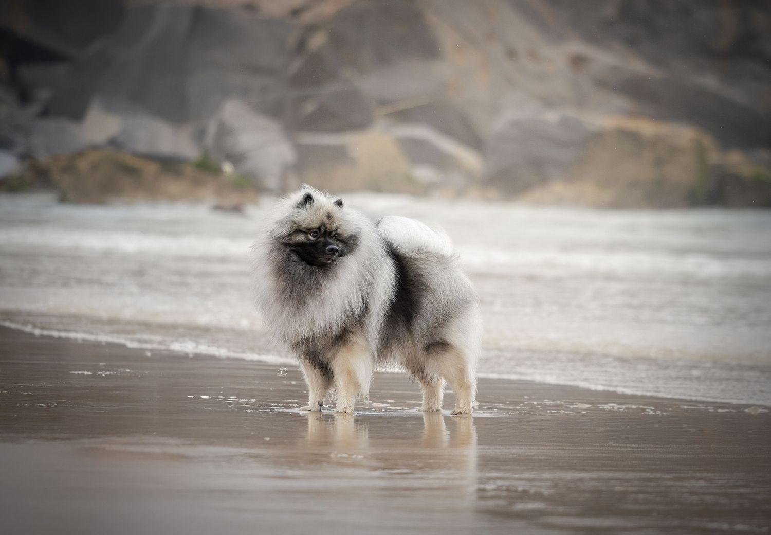 Fluffy Keeshond dog standing on a wet sandy beach with rocky cliffs in the background.
