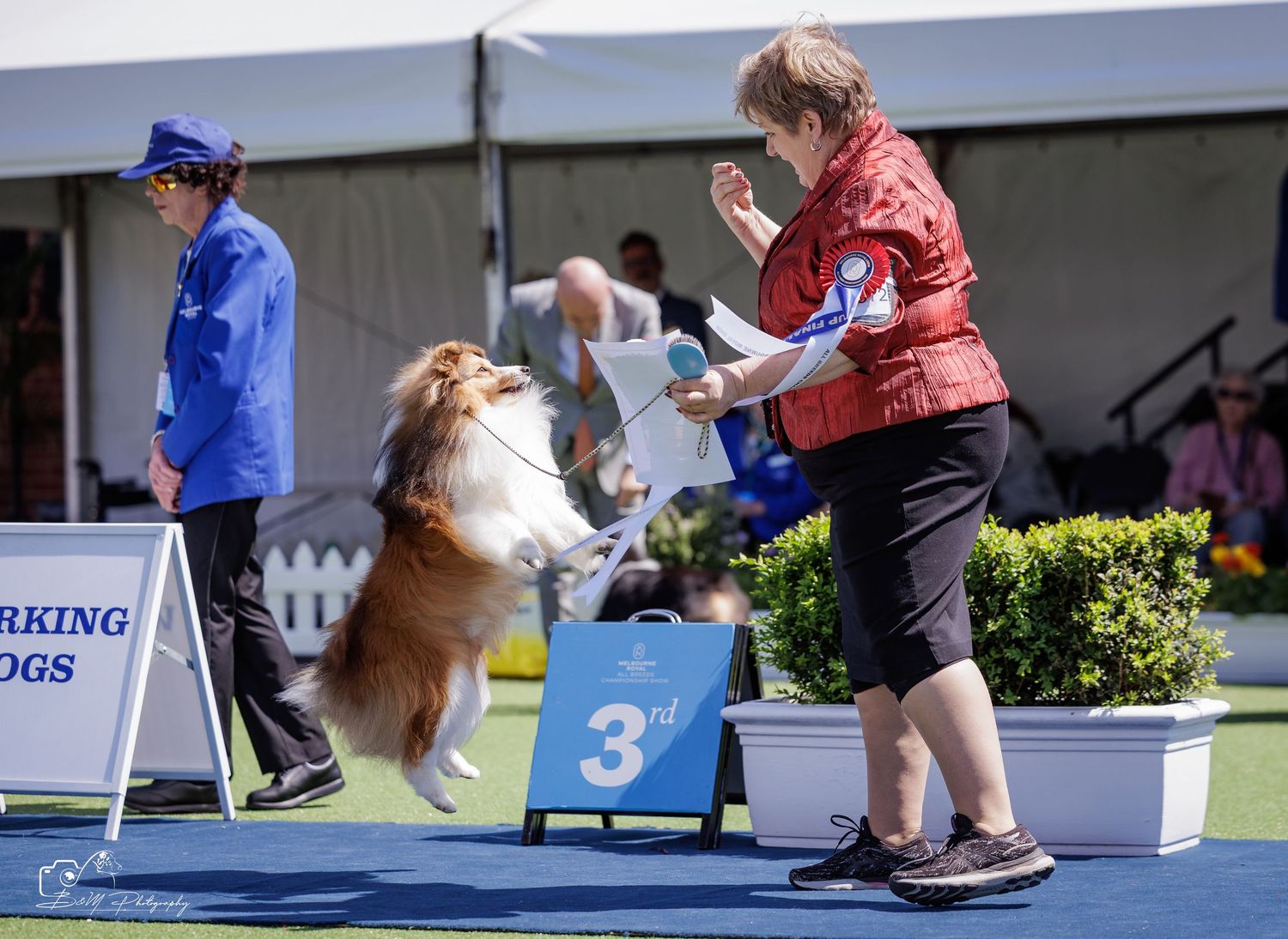 A Shetland Sheepdog performs in a dog show, jumping for a handler in a red jacket near a 3rd place marker.