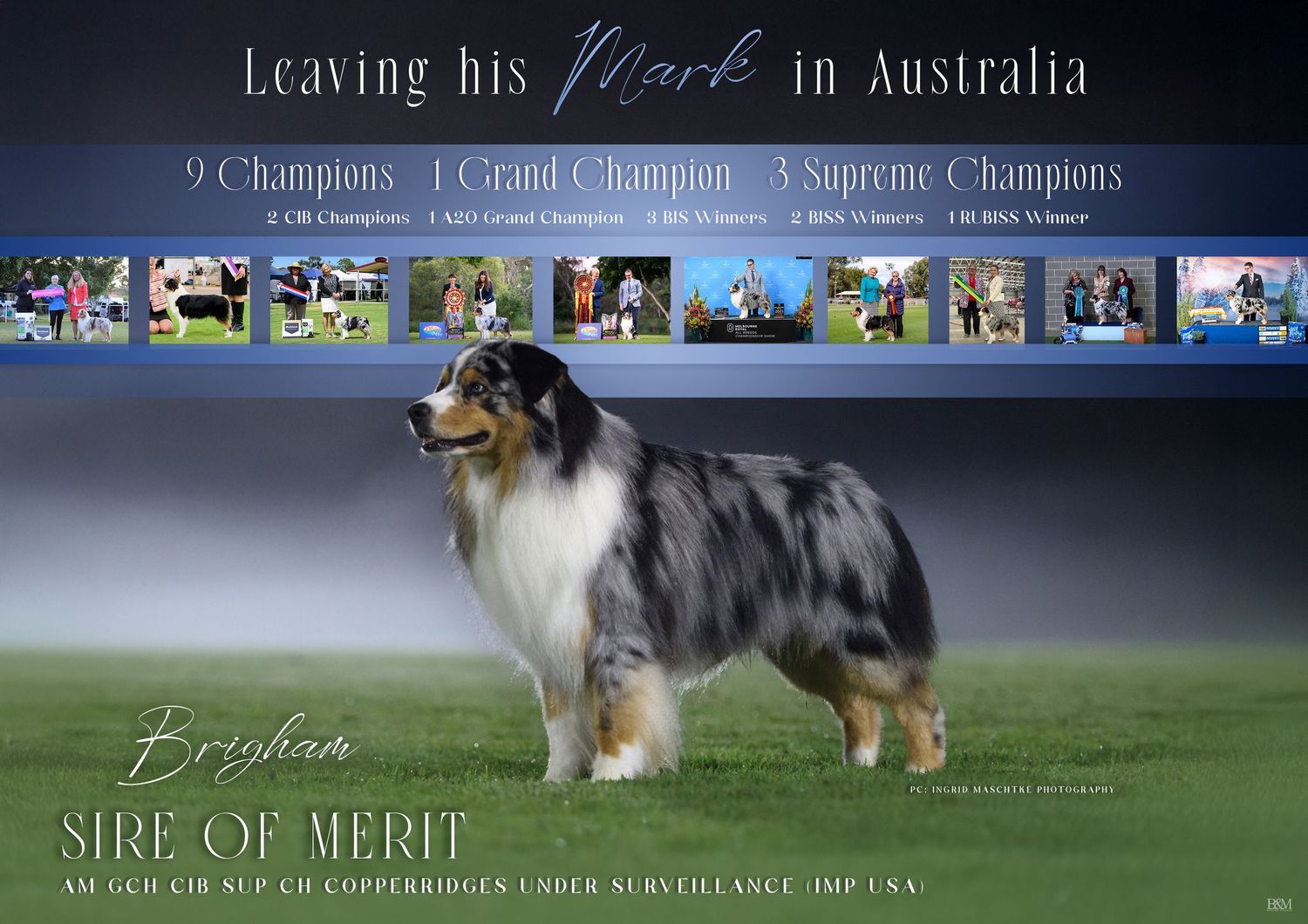 Championship banner showcasing multiple dog show winners with blue and gold design elements.