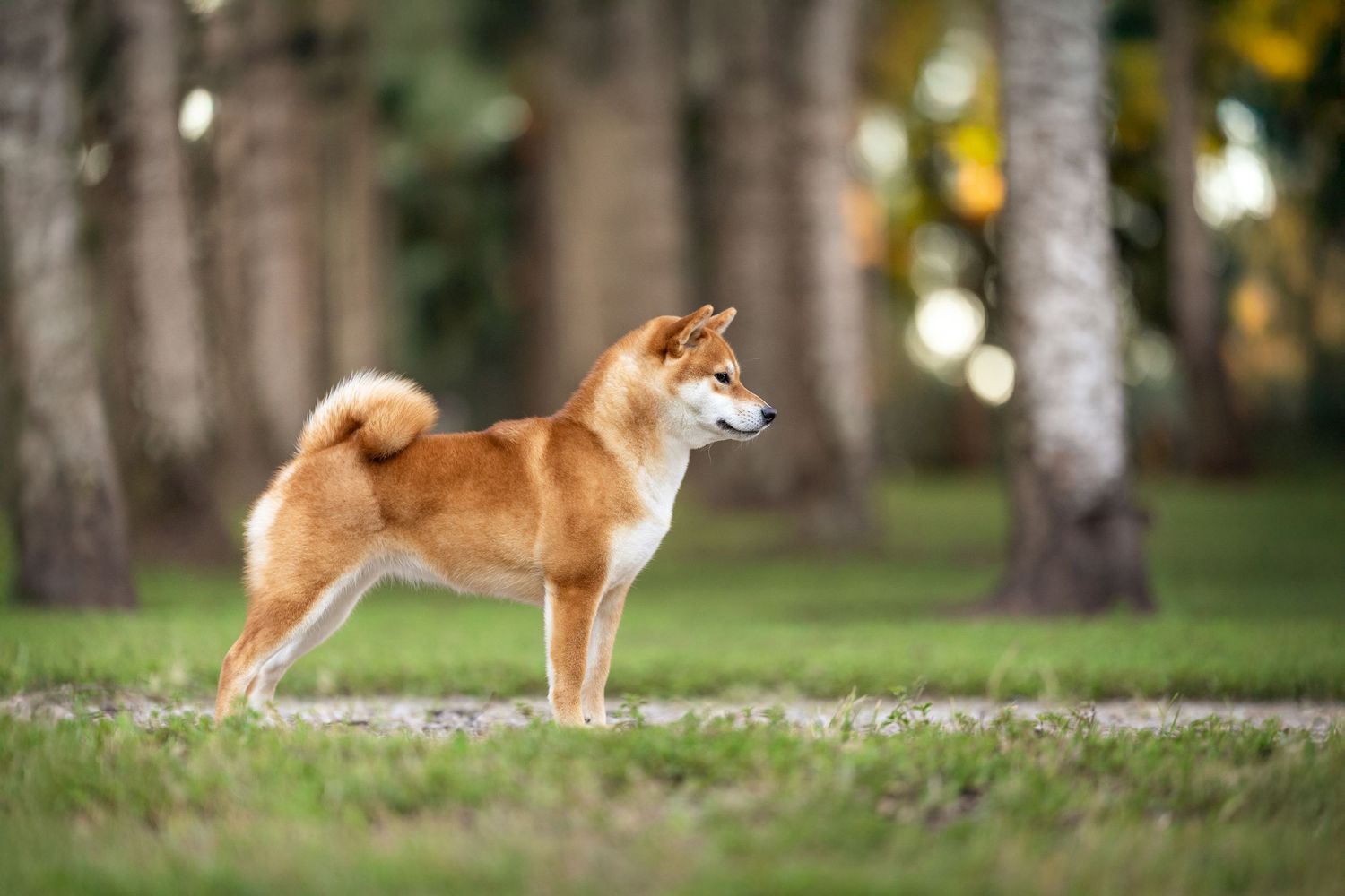 Red and white Shiba Inu dog standing in profile view in a park setting.