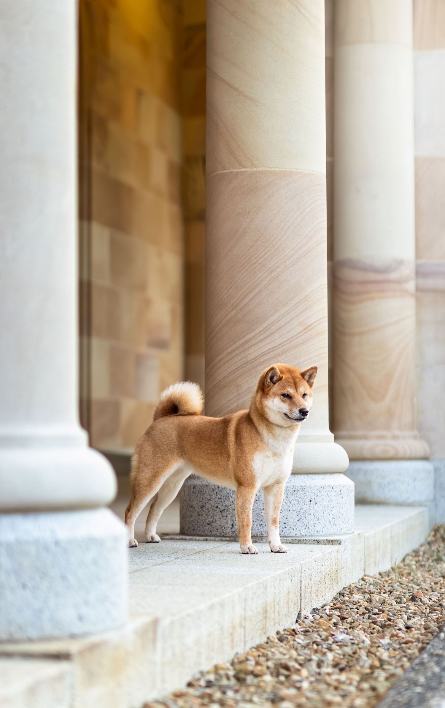 Shiba Inu dog standing between classical white stone columns.