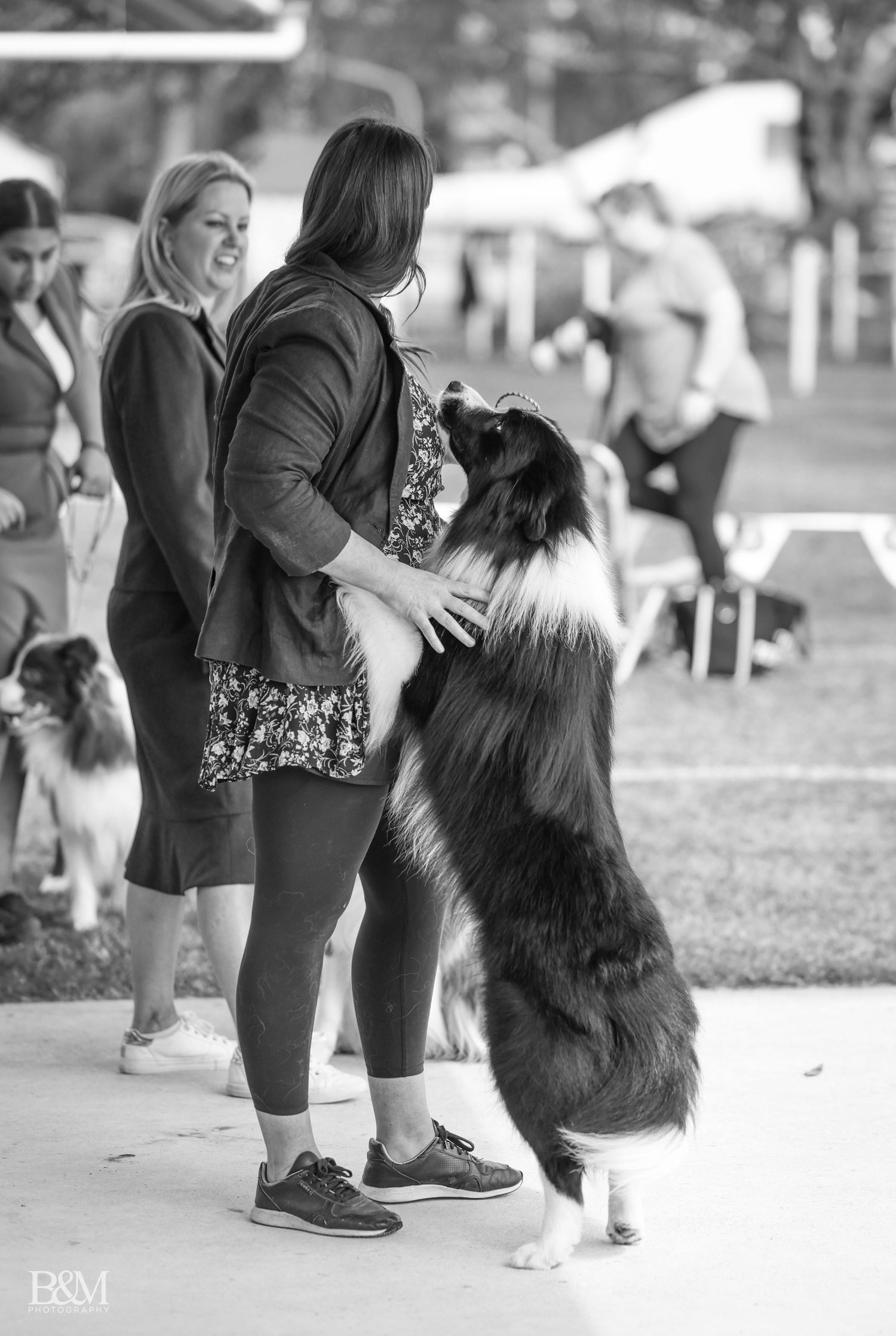 Black and white photo of an Australian Shepherd performing tricks during dog training.