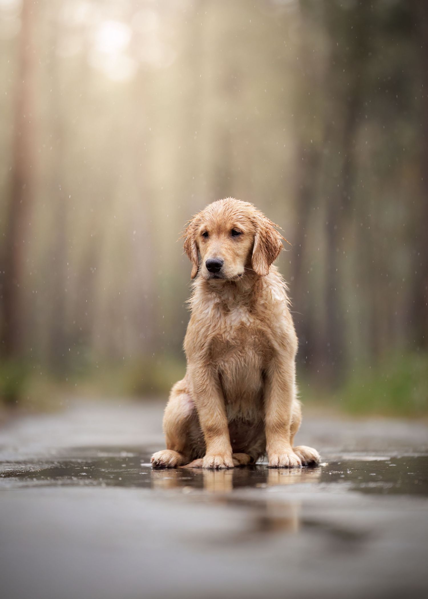 A golden puppy sits on wet pavement in a foggy forest setting.