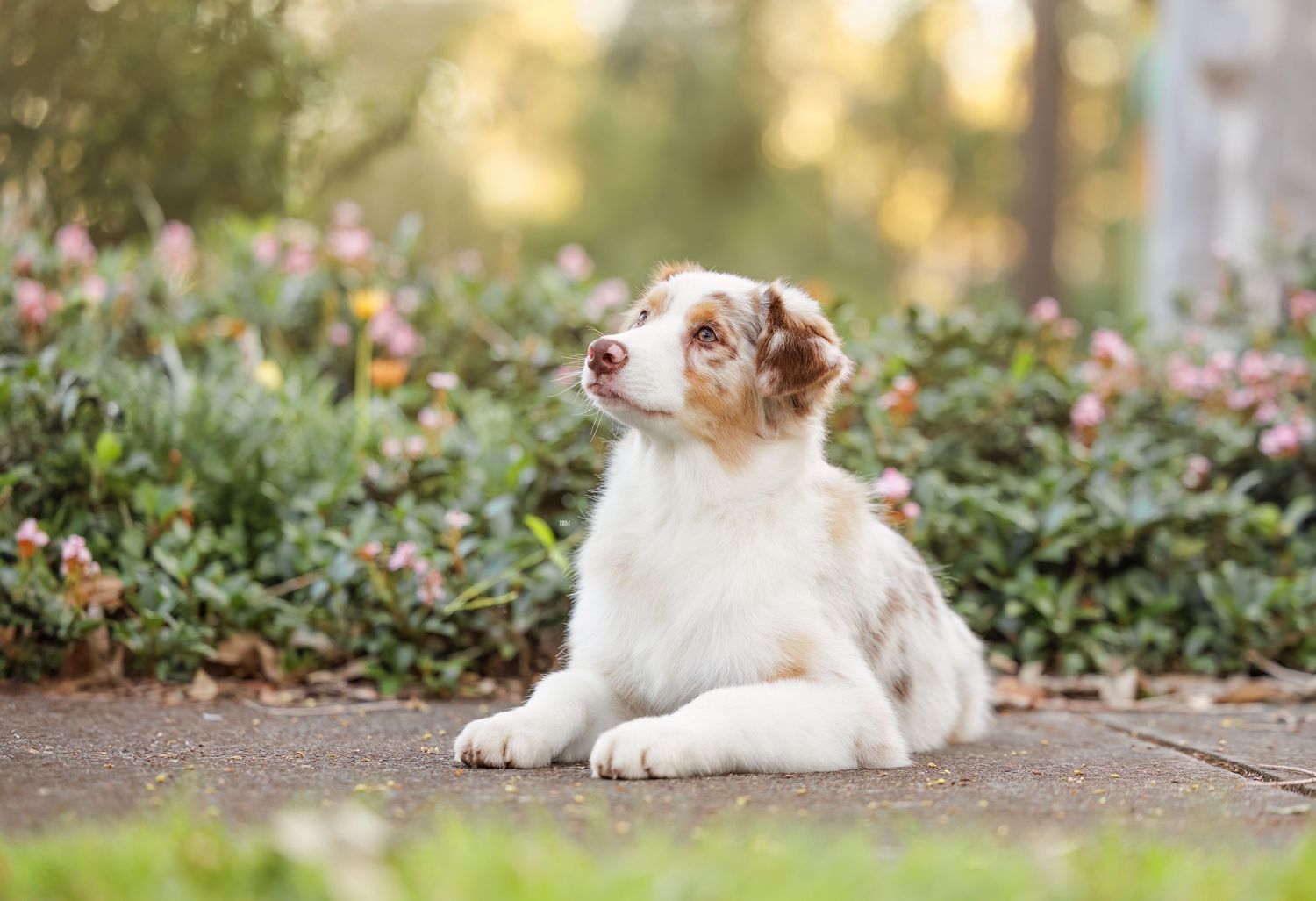 A red merle Australian Shepherd relaxes on a garden path surrounded by flowers.