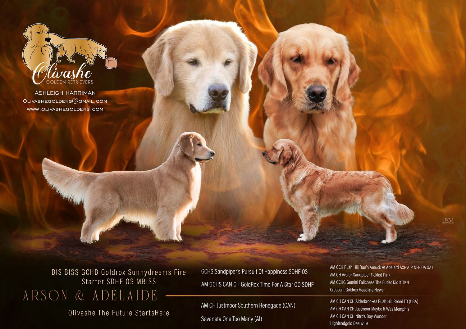 Golden Retriever litter announcement with a fiery backdrop theme