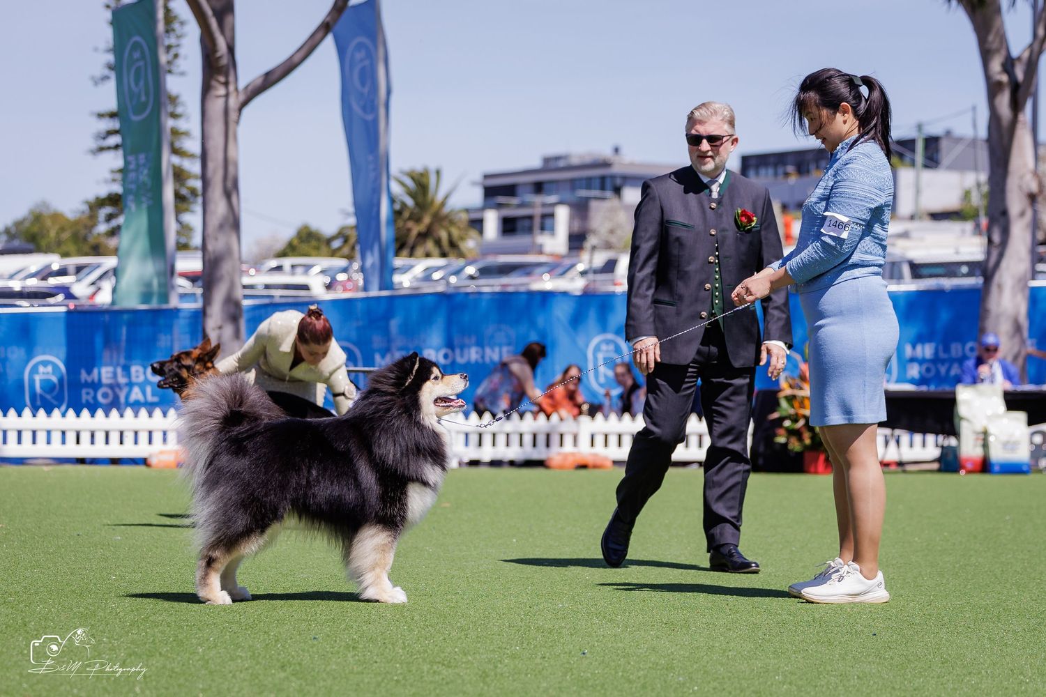 A handler shows a fluffy tricolor Collie to a judge at an outdoor dog show competition in Melbourne.