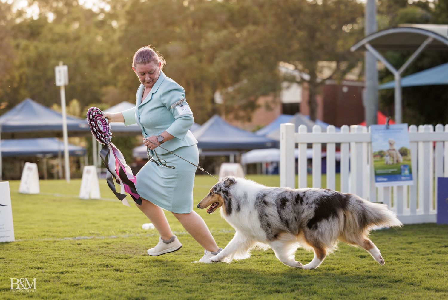 Australian Shepherd and handlers practicing agility moves on a grassy competition field.