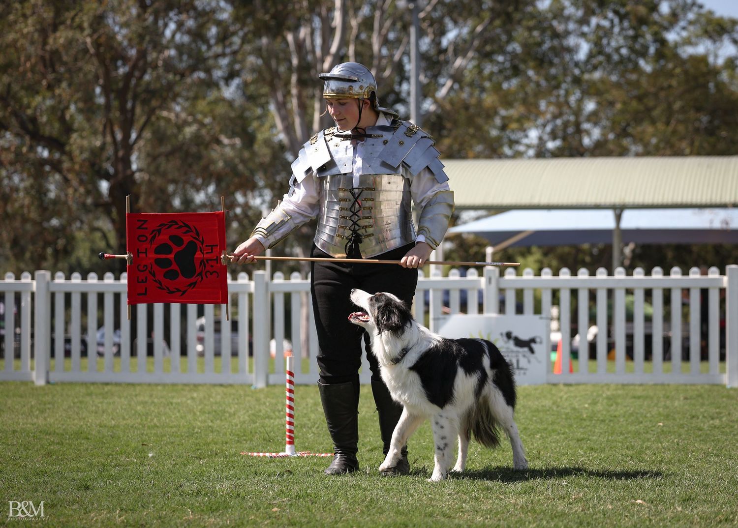 Border Collie performing agility exercises with handler on grass field.