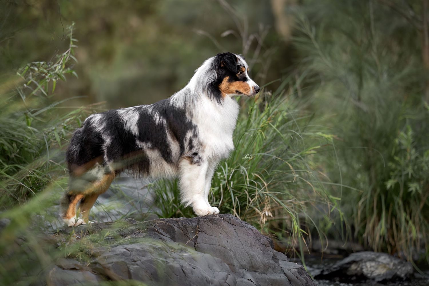 An Australian Shepherd sits alertly on a rock surrounded by natural greenery.