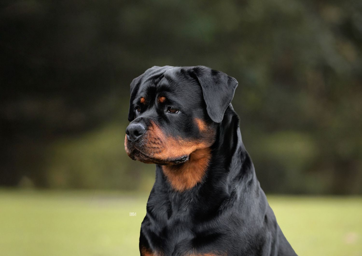 Close-up profile shots of a Rottweiler dog in outdoor setting.