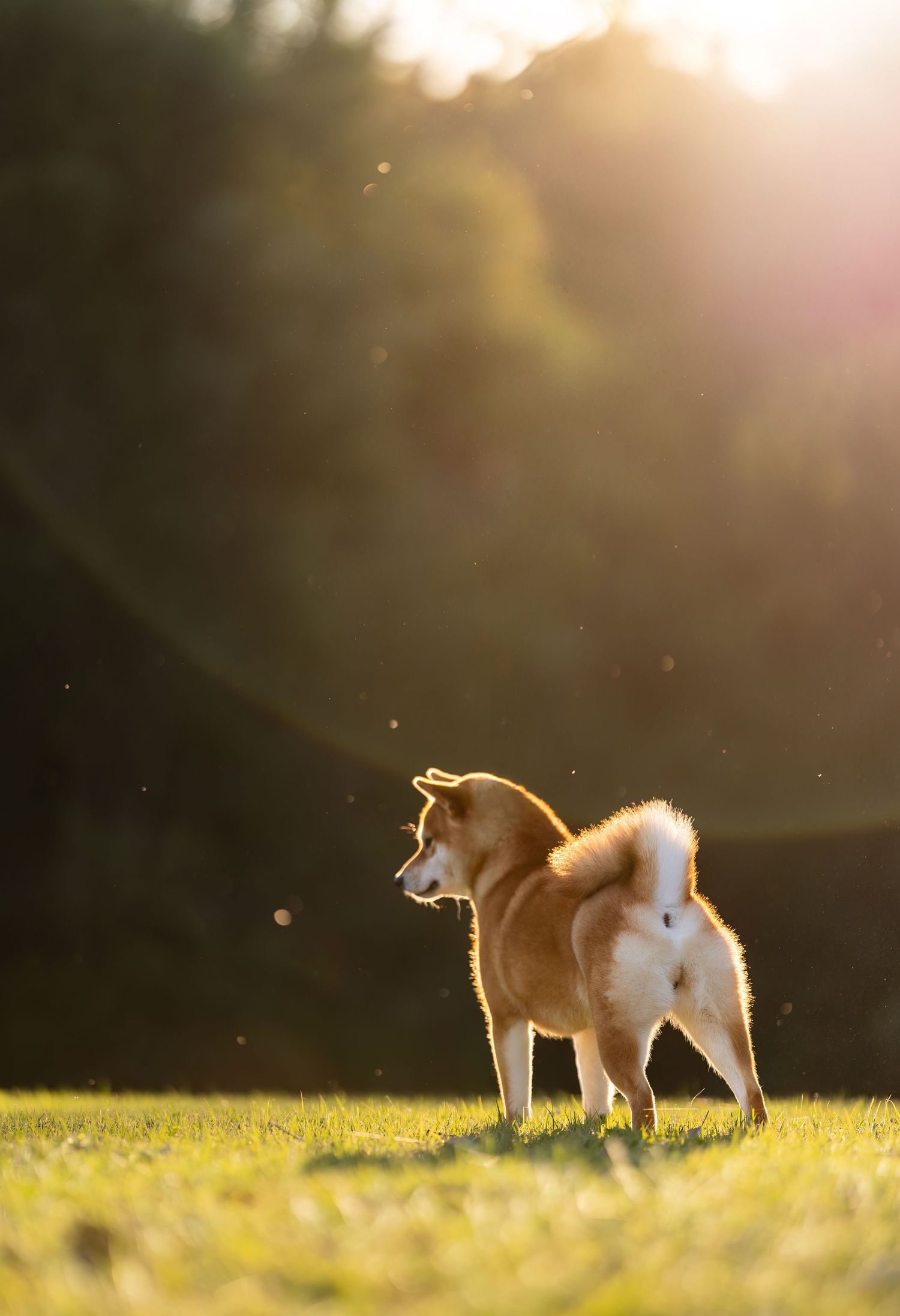 Shiba Inu dog walking in sunlit grass with long shadows and warm lighting.