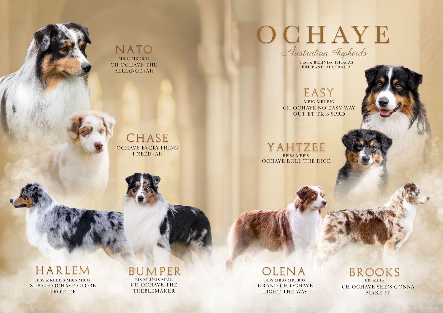 Australian Shepherd kennel advertisement