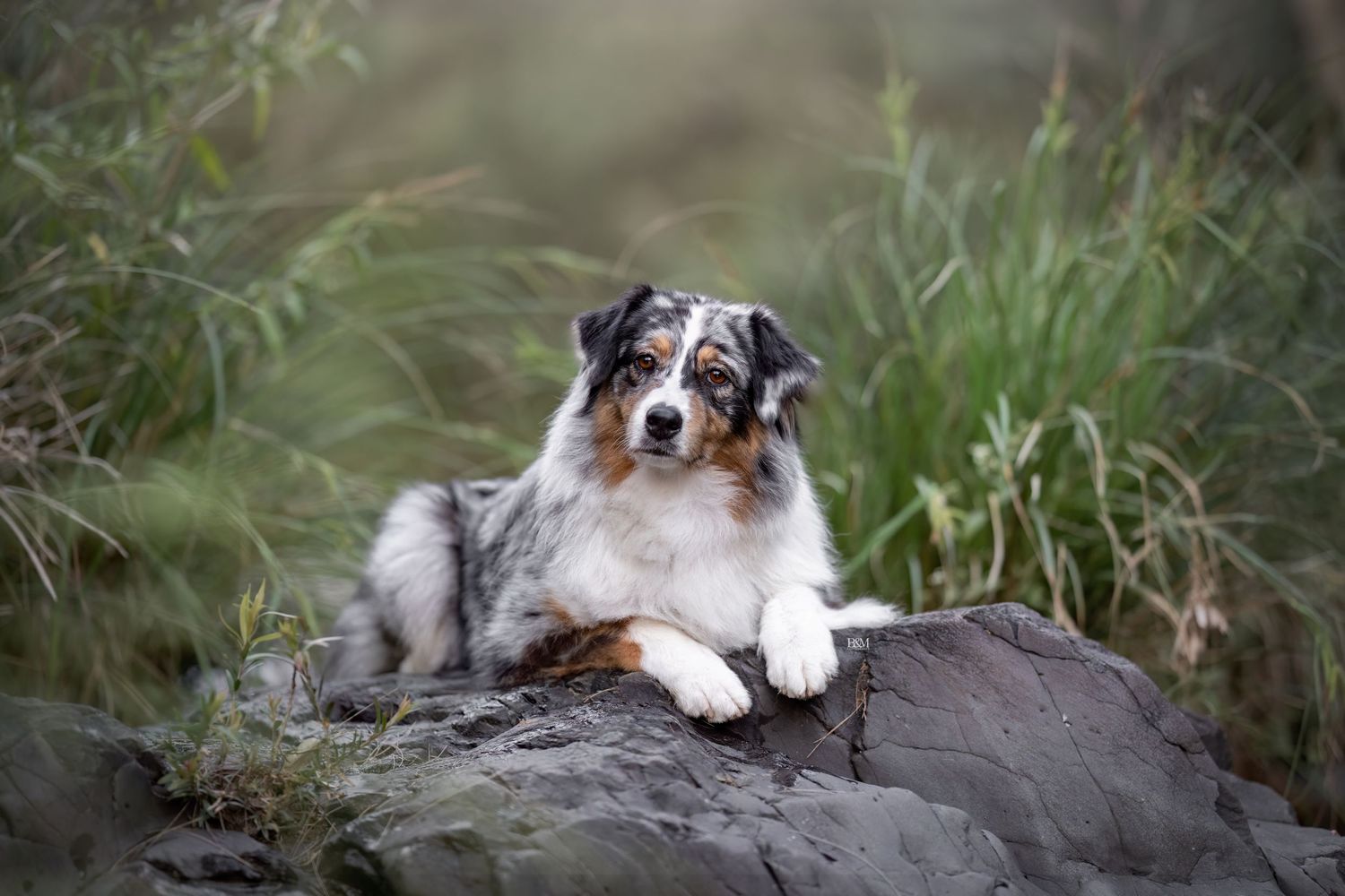 Dog resting on a large rock surrounded by lush green vegetation.