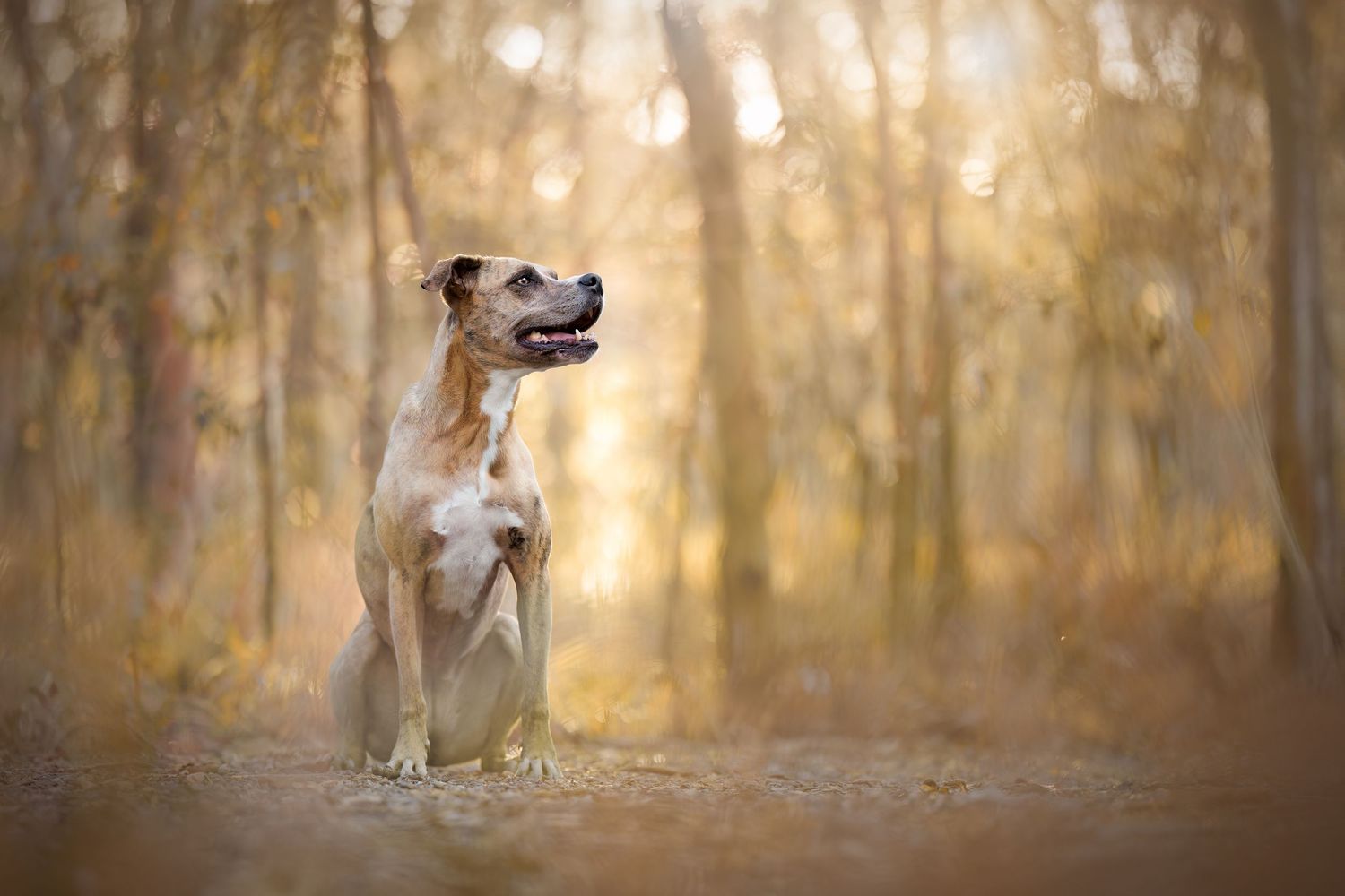 Dogs sitting through autumn forest with beautiful golden sunlight filtering through trees.