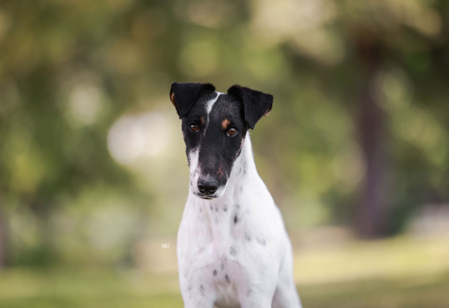 White and black Fox Terrier photographed in profile against blurred natural background.