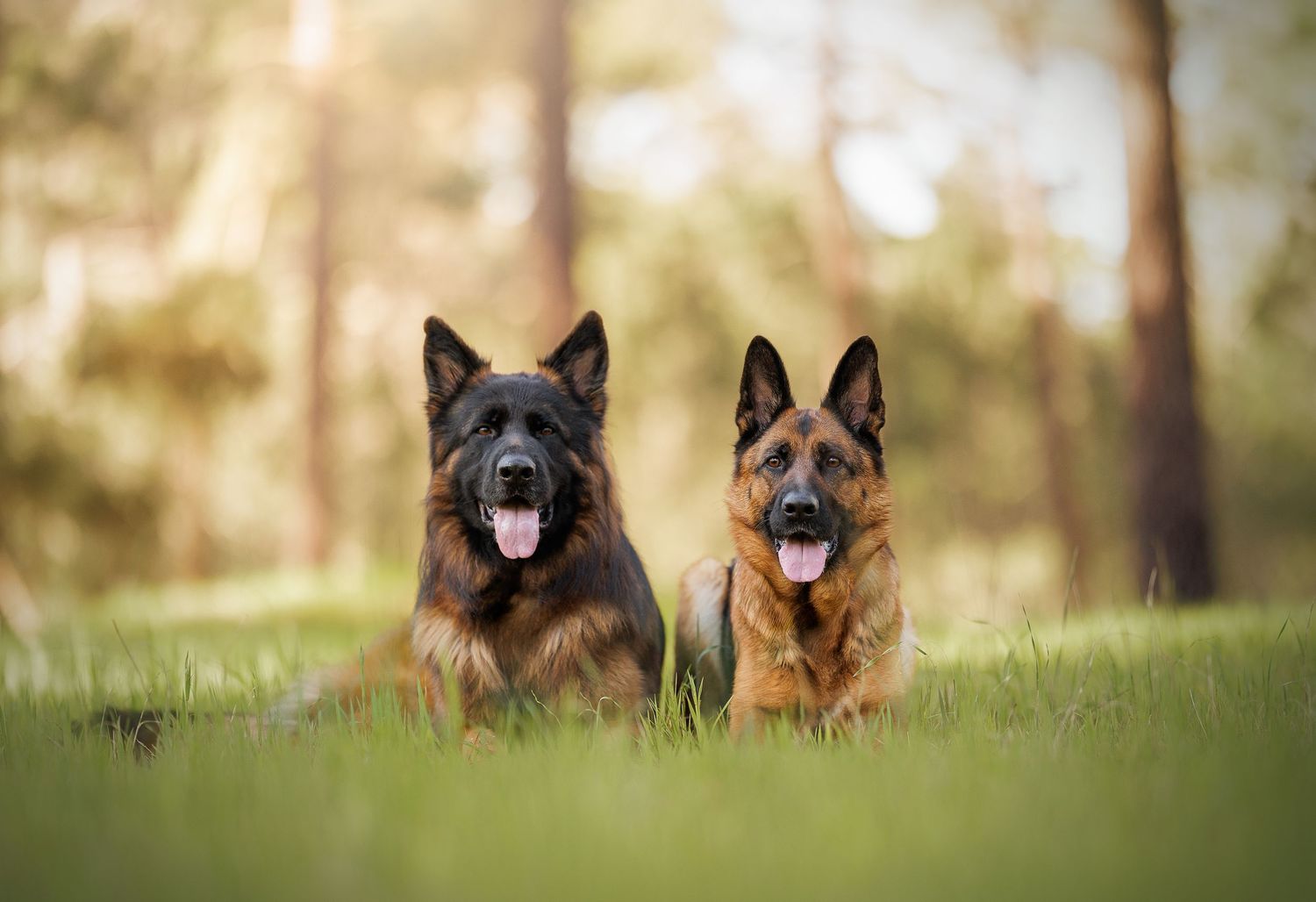 Group of German Shepherds standing together in a grassy outdoor setting with trees.