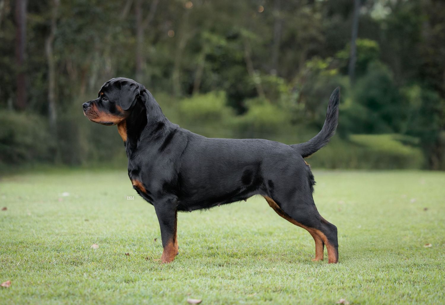 Black Rottweiler dog standing alert in green grass field.