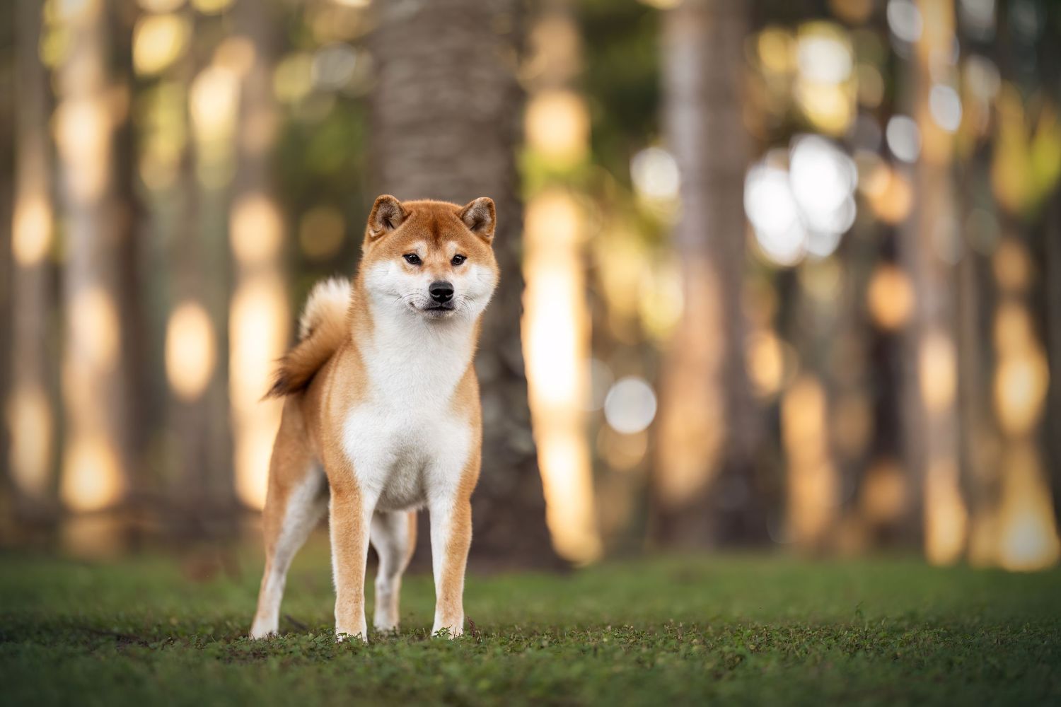 Shiba Inu dog photographed in natural woodland setting during golden hour.