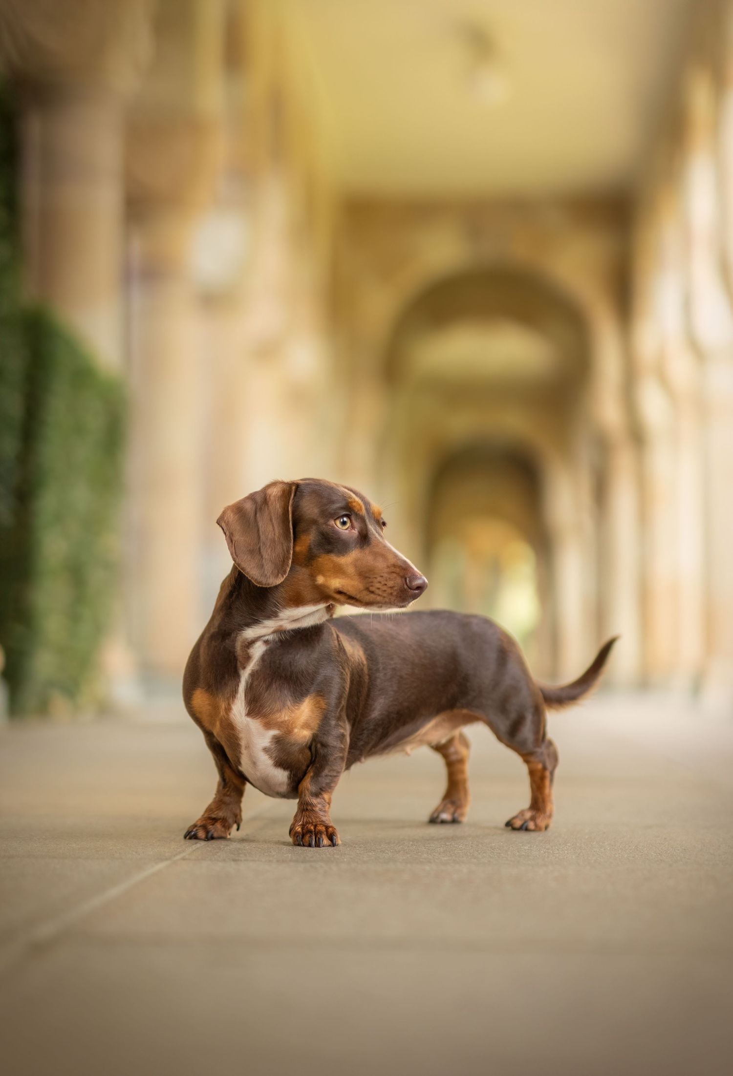 Dachshund puppy exploring an elegant colonnade corridor with warm lighting.