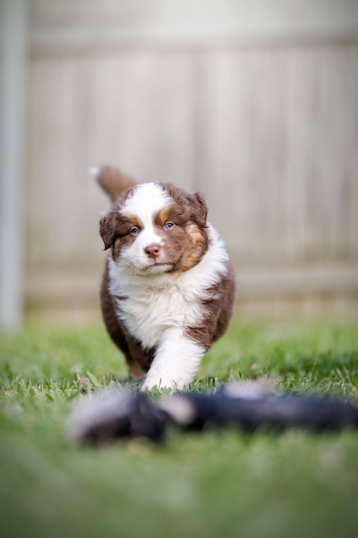 Australian Shepherd puppy rolling playfully in green grass.