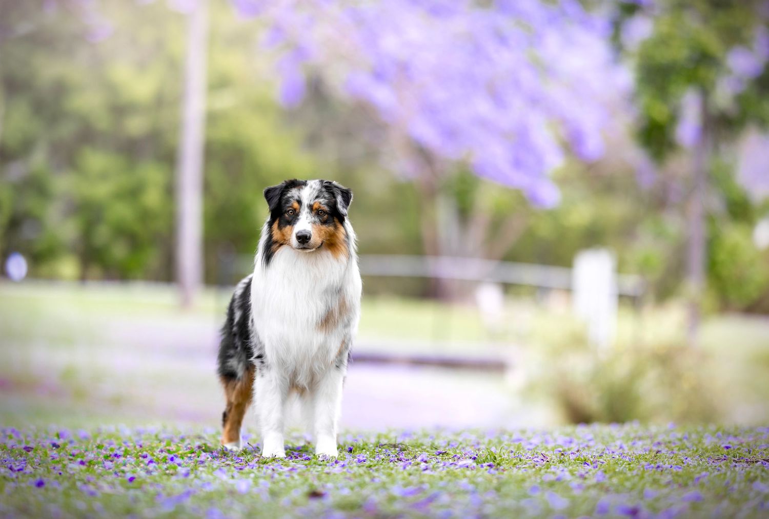 An Australian Shepherd poses elegantly among purple wildflowers in a spring garden.